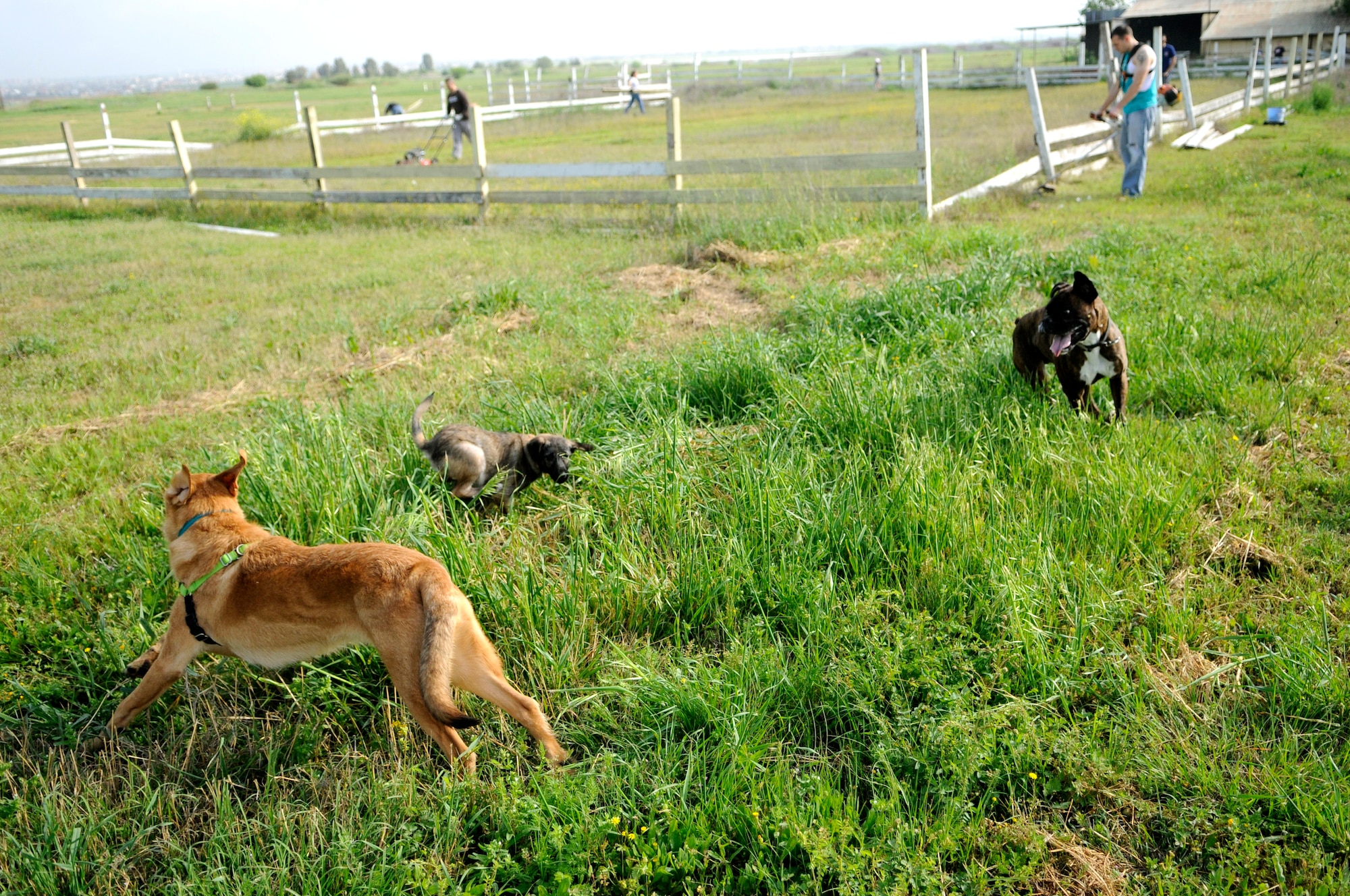 Volunteers' pets play while their owners gather trash and debris, mend fences, and mow and trim greenery at the base dog park April 21, 2012, at Incirlik Air Base, Turkey. Twelve volunteers spent five hours making the dog park a better place for the base's furry residents to play. (U.S. Air Force photo by Staff Sgt. Kali L. Gradishar/Released)