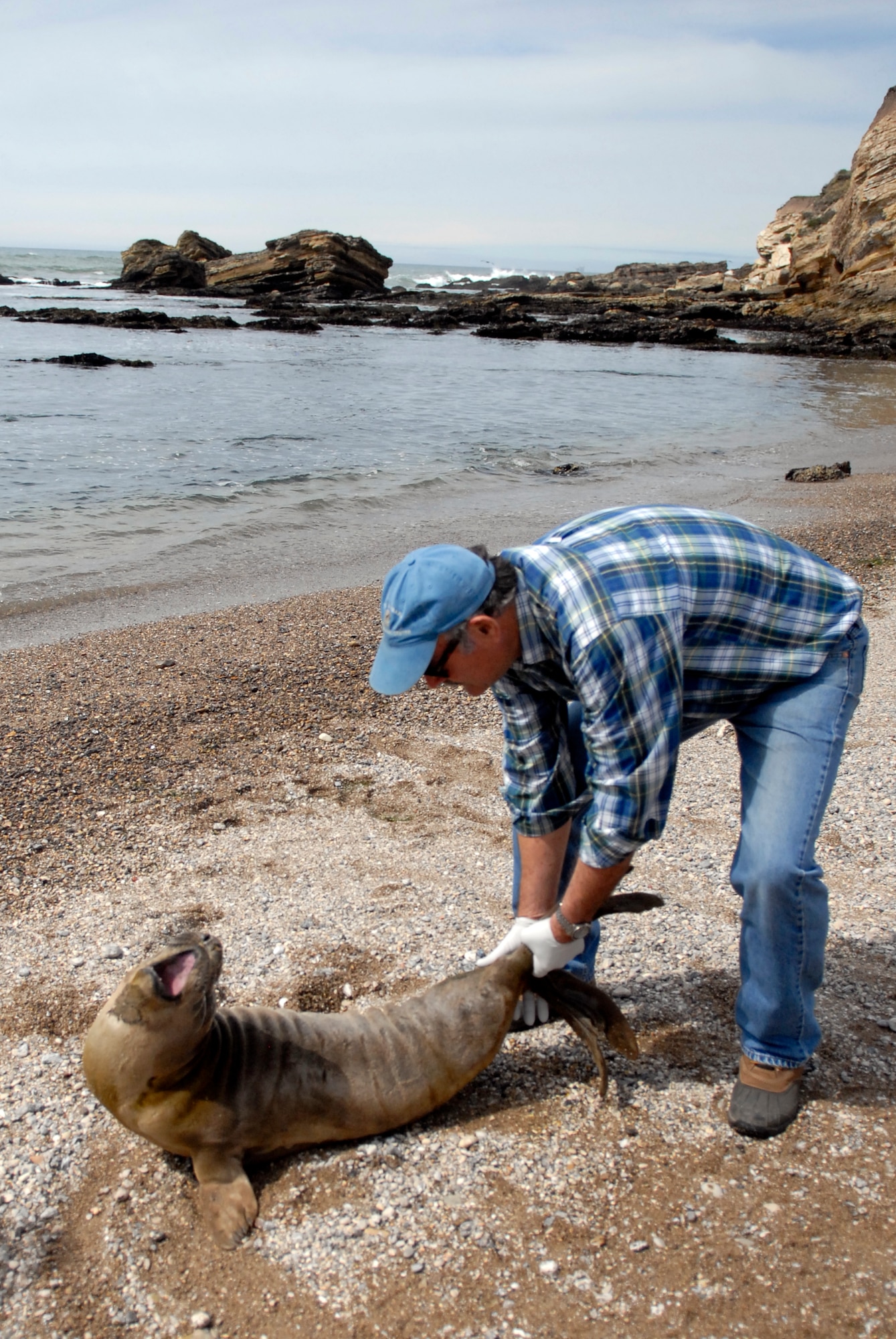 VANDENBERG AIR FORCE BASE, Calif. -- Peter Howorth, Santa Barbara Marine Mammal Center director, pull a baby Northern California Elephant Seal toward the ocean at a remote beach here Tuesday, April 24, 2012. The Santa Barbara Marine Mammal Center provides rescue, rehabilitation and release of trapped and endangered marine mammals along California’s Central Coast.  (U.S. Air Force photo/Jennifer Green-Lanchoney)