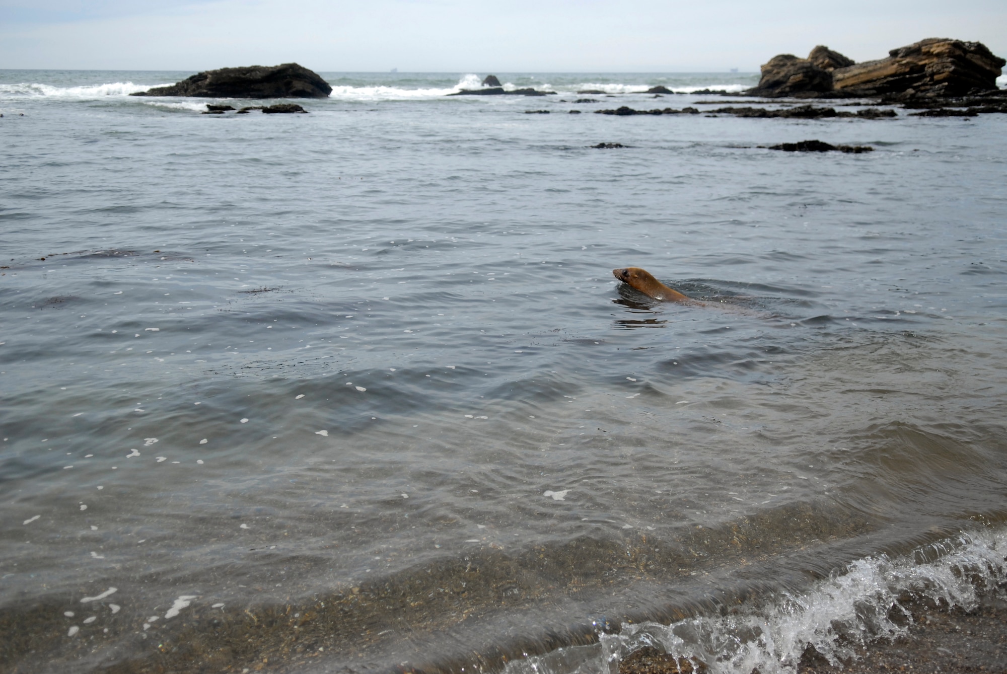 VANDENBERG AIR FORCE BASE, Calif. – An adult female California Sea Lion swims in the ocean after she was released at a remote beach here, Tuesday April 24, 2012.  This sea lion spent more than a month recovering from wounds to her front flipper at the Santa Barbara Marine Mammal Center.  (U.S. Air Force photo/Jennifer Green-Lanchoney)