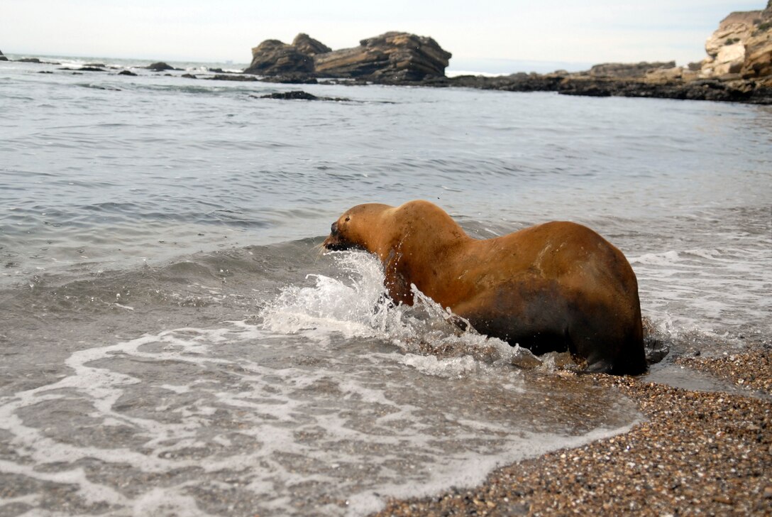 VANDENBERG AIR FORCE BASE, Calif. – An adult California Sea Lion dives into the ocean at a remote beach here, Tuesday April 24, 2012. This sea lion spent more than a month recovering from wounds to her front flipper at the Santa Barbara Marine Mammal Center.  (U.S. Air Force photo/Jennifer Green-Lanchoney)