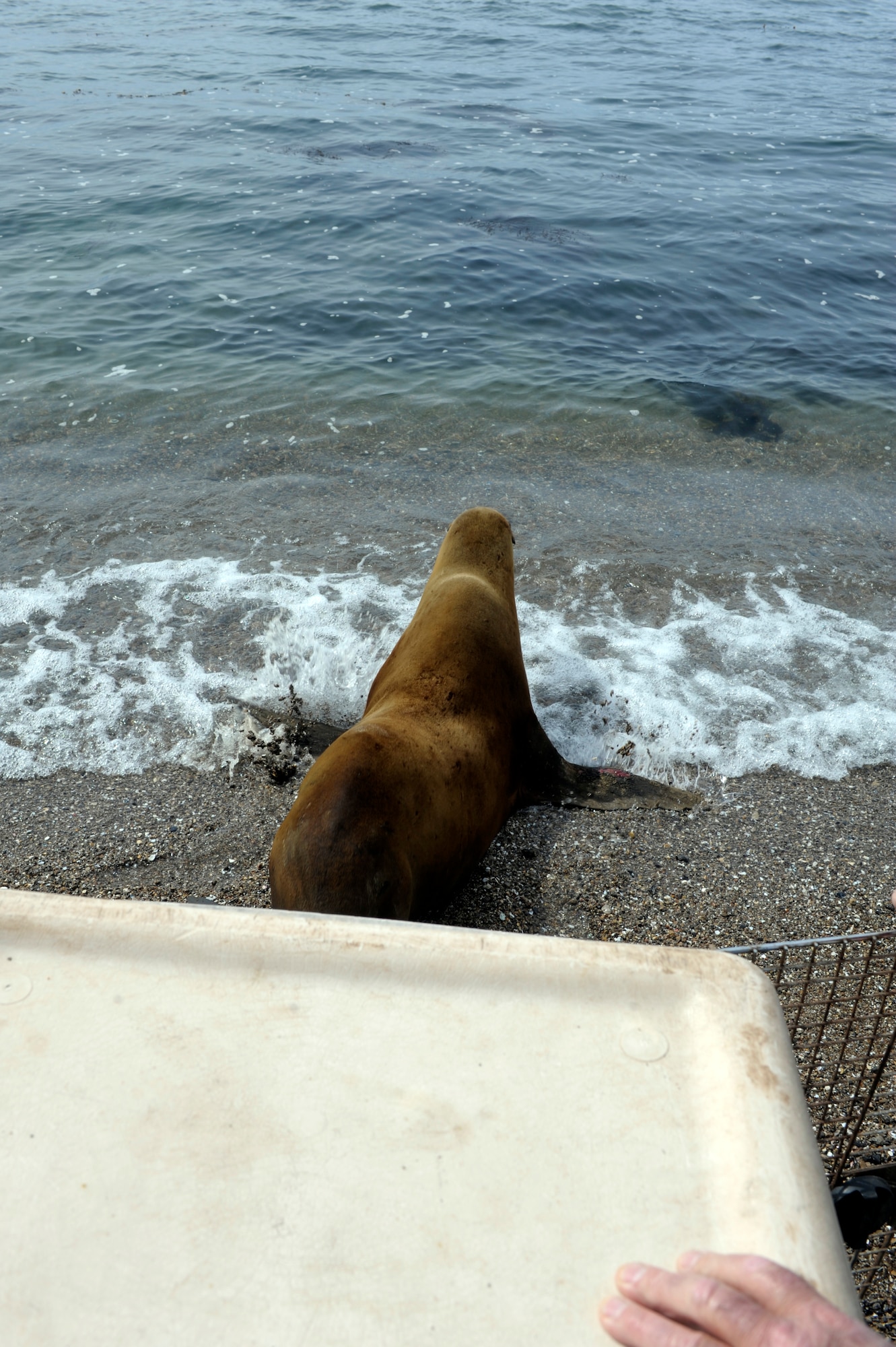 VANDENBERG AIR FORCE BASE, Calif. -- An adult California Sea Lion is released on a remote beach here, Tuesday, April 24, 2012. The Santa Barbara Marine Mammal Center rescues, rehabilitates and releases  trapped and endangered marine mammals as well as sea turtles, along  California’s Central Coast.   (U.S. Air Force photo/Jerry E. Clemens Jr.)