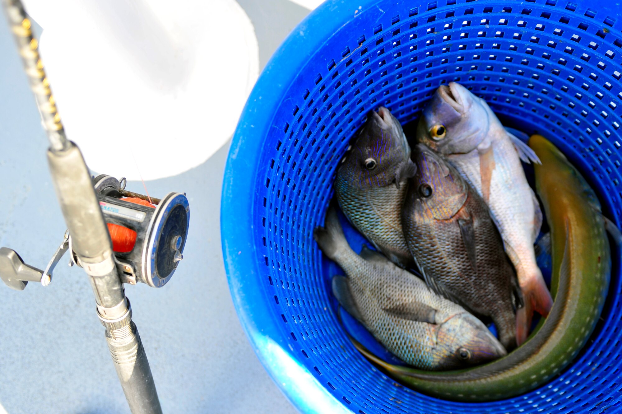 A pile of fish in a basket by a deep sea fishing pole marks the start to a good day on the Atlantic Ocean April 14, 2012. Shaw’s outdoor recreation offers several deep sea fishing trips throughout the spring and summer that Department of Defense ID card holders can take advantage of. (U.S. Air Force photo by Senior Airman Daniel Phelps/Released)
