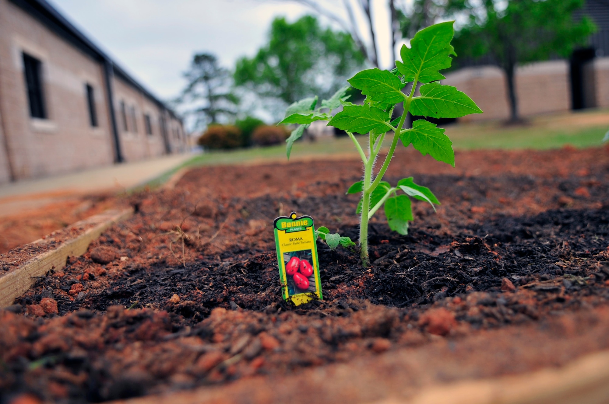 A tomato plant lies in a garden at the 28th Operational Weather Squadron at Shaw Air Force Base, S.C., April 20, 2012. The 28th OWS decided to plant a garden in honor of the Air Force’s observance of Earth Day. The produce from their garden will later be used in a fall festival. (U.S. Air Force photo by Senior Airman Daniel Phelps/ Released)