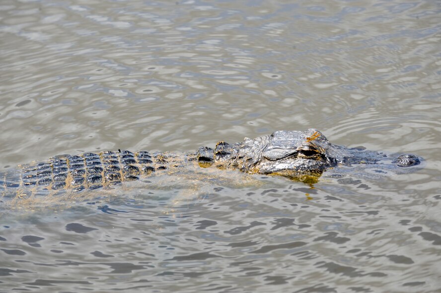 An alligator peeks above the water at Mission Lake, April 18, 2012, at Moody Air Force Base, Ga. Moody is surrounded by wetlands and ideal alligator habitats, so when interacting with one be cautious and do not attempt to feed them. (U.S. Air Force photo by Airman 1st Class Douglas Ellis/Released)