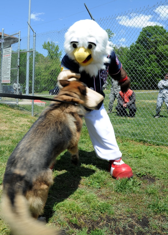 The Washington Nationals mascot, Screech gets a hands-on look at the 11th Security Forces Squadron Military Working Dogs during a demonstration here April 24. Joint Base Andrews is home to the Department of Defense largest MWD section with the capability to house more than 30 working dogs. (U.S. Air Force photo/ Airman 1st Class Aaron Stout)