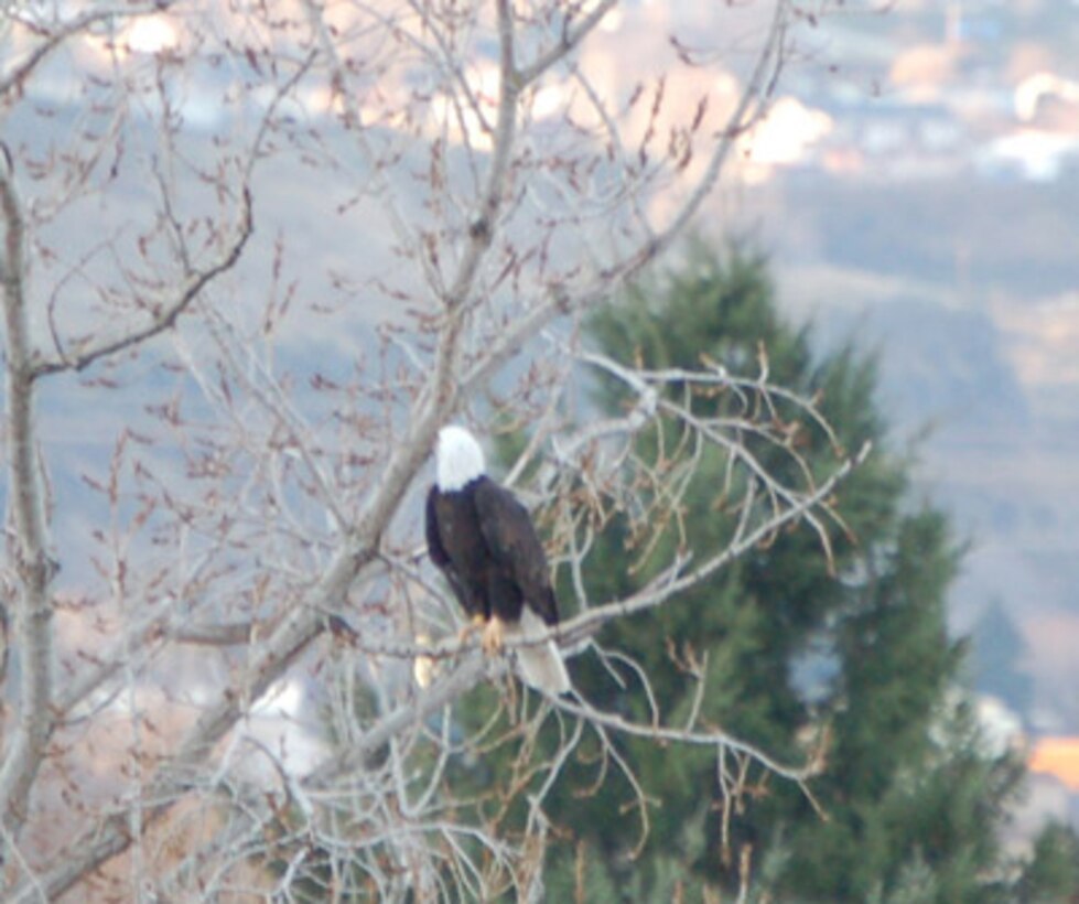 The Dalles Dam hosted Eagle Watch with partners U.S. Forest Service and Rowena Wildlife Clinic on Feb. 4, 2012. Visitors spied bald eagles through scopes and binoculars, learned about birds of prey and saw some live raptors up close.