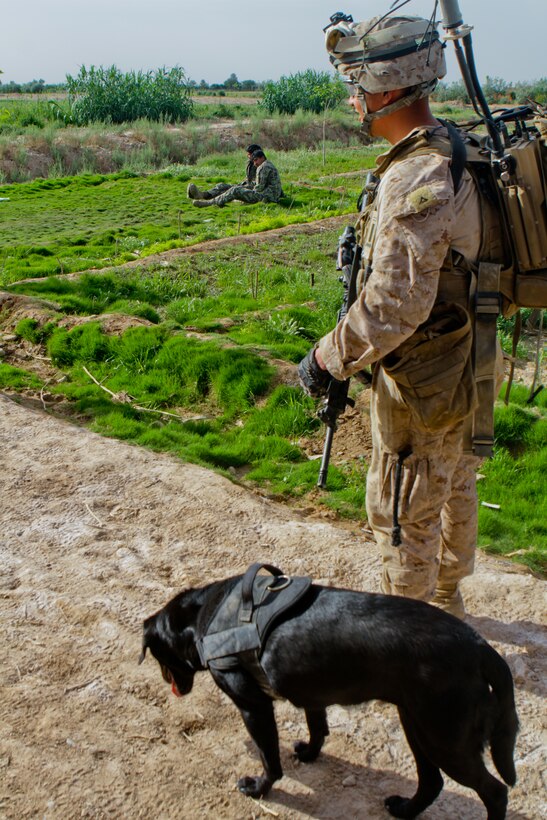 Lance Cpl. Jeffery Rodriguez, a dog handler with Weapons Company, 2nd Battalion, 6th Marine Regiment, patrols with Dharma, a 4-year-old black Labrador retriever, April 25, 2012. Dharma has found two confirmed improvised explosive devices during this deployment.::r::::n::::r::::n::::r::::n::
