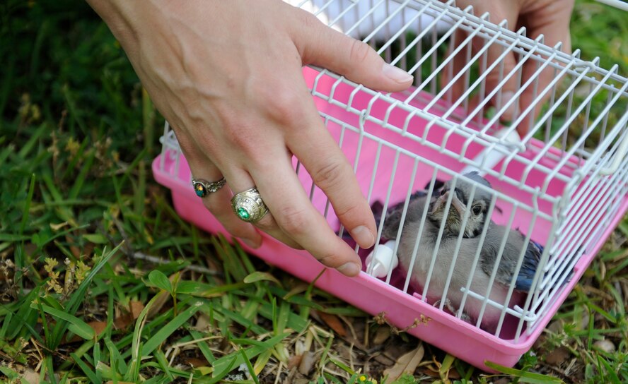 2nd Lt. Victoria Lalich, 2nd Bomb Wing Public Affairs deputy chief, puts a baby Blue Jay inside a cage on Barksdale Air Force Base, La., April 25. The bird, separated from its mother, was rescued to protect it from other animals and from entering high traffic areas. (U.S. Air Force photo/Airman 1st Class Benjamin Gonsier)(RELEASED)