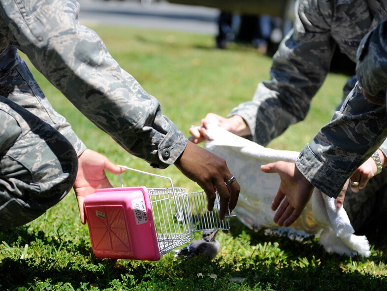 2nd Bomb Wing Public Affairs Airmen rescue an injured Blue Jay on Barksdale Air Force Base, La., April 25. The bird was separated from its mother after its nest was knocked out of a tree. The bird was sent to Cypress Black Bayou Zoo which is a rehabilitation center for injured animals that can no longer survive on their own. (U.S. Air Force photo/Airman 1st Class Benjamin Gonsier)(RELEASED)