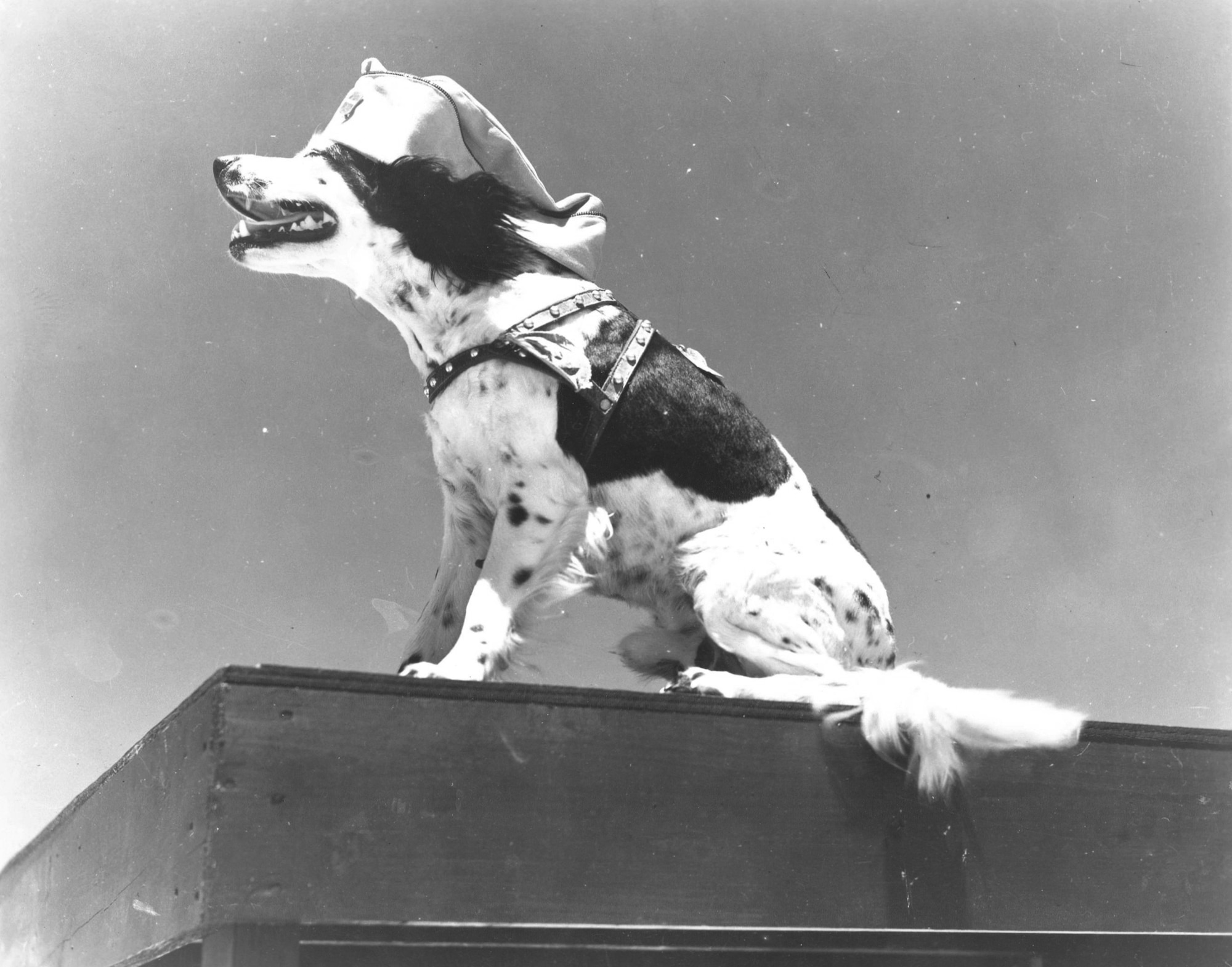 "Photo," the dog mascot of the 11th Photographic Squadron, strikes a heroic pose in 1942. The 11th Photographic Squadron was one of three training squadrons making up the Photographic Reconnaissance Operational Training Unit based at Peterson Field from 1942-43. (U.S. Air Force photo)