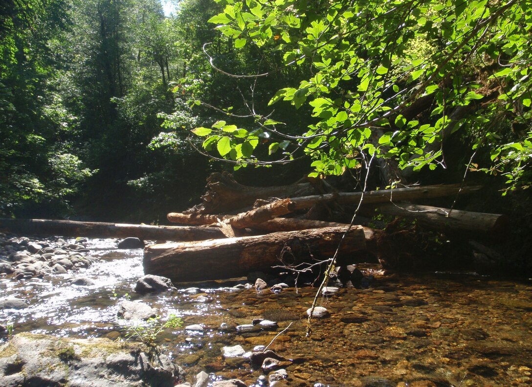 On Aug. 25, 2011, the South Santiam Watershed Council placed 30 logs downstream of Foster Reservoir. This helps establish important elements of good fish habitat by creating pools, providing shade and facilitating gravel movement. As they decay, logs provide places where aquatic invertebrates hatch and grow, an important source of fish food.
Logs usually wash into reservoirs in the winter and must be removed to protect the dams when the reservoirs refill each spring. The Corps has transferred 246 logs this year for projects in the Willamette Basin. By providing the logs to watershed councils and others for stream restoration, the Corps supports the Willamette Valley Basin Biological Opinion for Endangered Species Act-listed fish recovery. 
Photos used courtesy of the South Santiam Watershed Council.