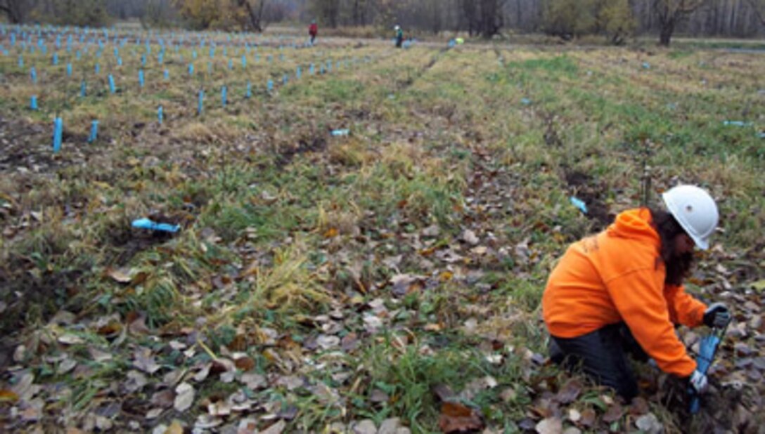 Employees from LKE Corp., a Corps contractor, plant young trees on Cottonwood Island, located in the Columbia River near Longview, Wash. The contract called for planting 43,200 trees, including willow, elderberry and cottonwood, and 14,400 shrubs, including snowberry and red osier. Cottonwood Island is one of three sites selected for mitigation in support of the Columbia River Channel Improvements Project and the last to be completed.
The contractor removed invasive species and mowed the area before planting the native shrubs and trees, and will return in spring to spotspray for invasive plants, helping native plants take hold and grow. Once the contractor is done, the Corps will call the 103-mile, 23- year Columbia River Channel Improvements Project complete.