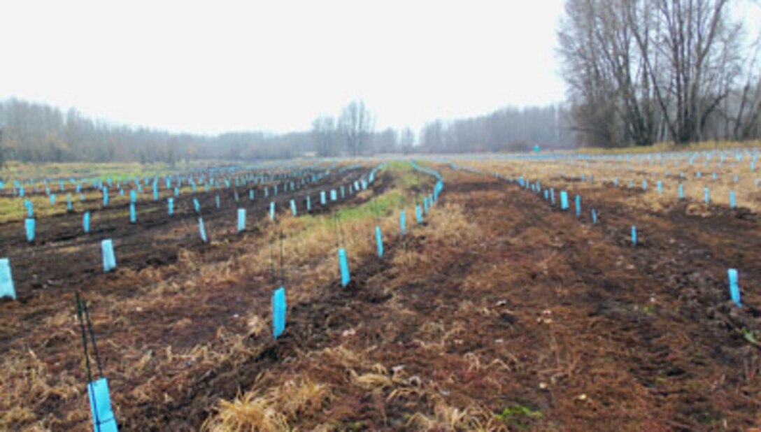 Employees from LKE Corp., a Corps contractor, plant young trees on Cottonwood Island, located in the Columbia River near Longview, Wash. The contract called for planting 43,200 trees, including willow, elderberry and cottonwood, and 14,400 shrubs, including snowberry and red osier. Cottonwood Island is one of three sites selected for mitigation in support of the Columbia River Channel Improvements Project and the last to be completed.
The contractor removed invasive species and mowed the area before planting the native shrubs and trees, and will return in spring to spotspray for invasive plants, helping native plants take hold and grow. Once the contractor is done, the Corps will call the 103-mile, 23- year Columbia River Channel Improvements Project complete.