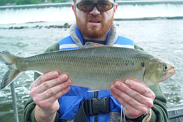 Joe Perillo of the Philadelphia Water Department displays an American Shad. More than 3000 of the migratory fish species passed through the Fairmount Dam Fish Ladder in 2011.