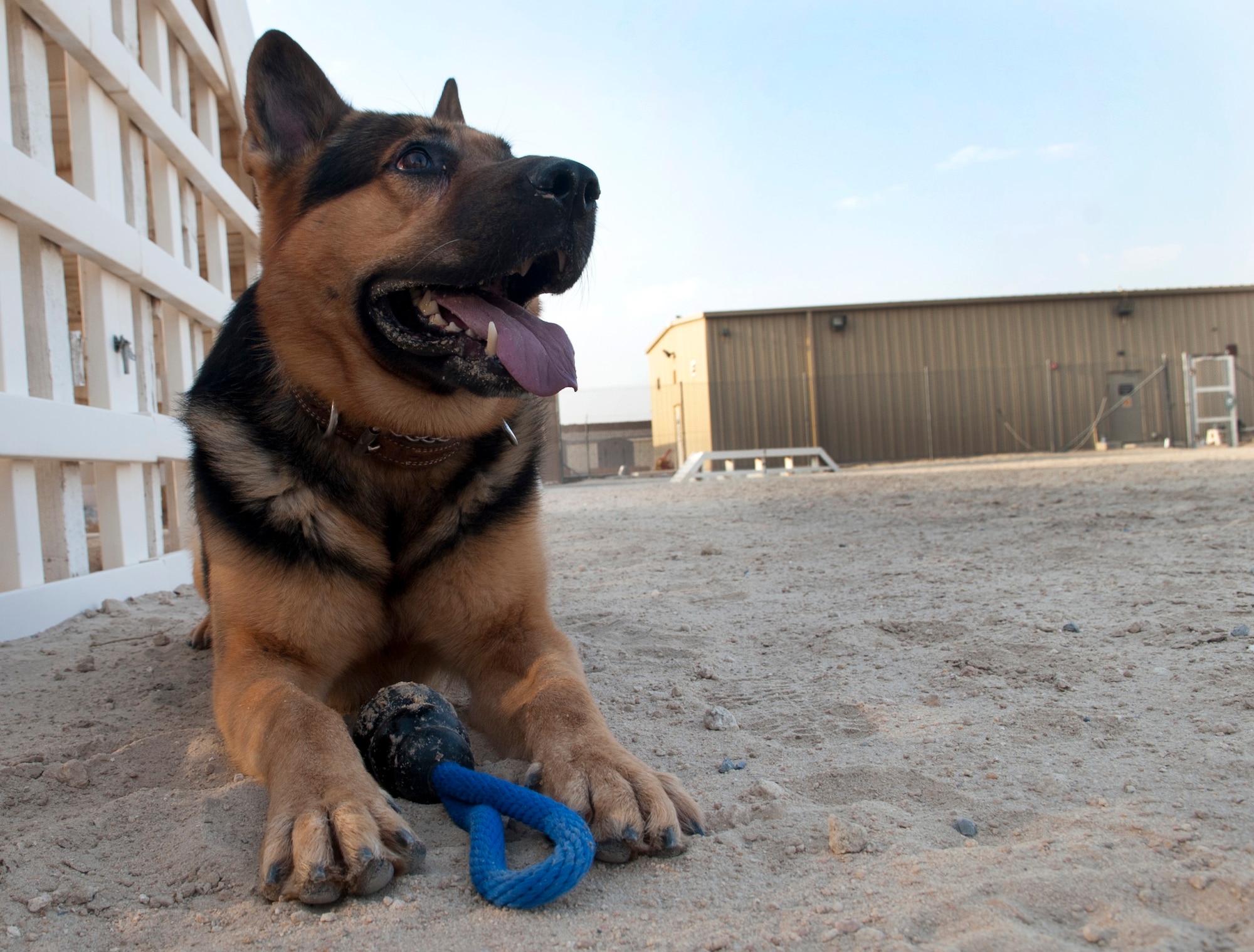 SOUTHWEST ASIA – Erdo, 386th Expeditionary Security Forces Squadron, military working dog, rests after running through the obstacle course three times here July 20. (U.S. Air Force photo/Staff Sgt. Alexandra M. Boutte)