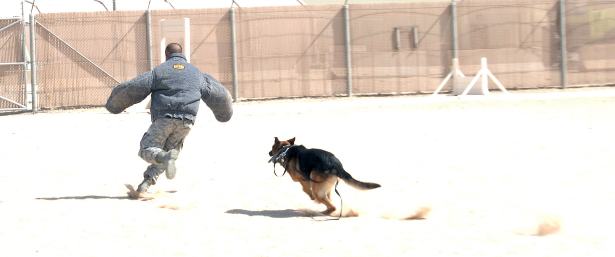 SOUTHWEST ASIA – Col. Joseph Martin, 386th Expeditionary Mission Support Squadron commander, runs from Benga, 386th Expeditionary Security Forces Squadron military working dog, here July 11. (U.S. Air Force photo/Staff Sgt. Alexandra M. Boutte)