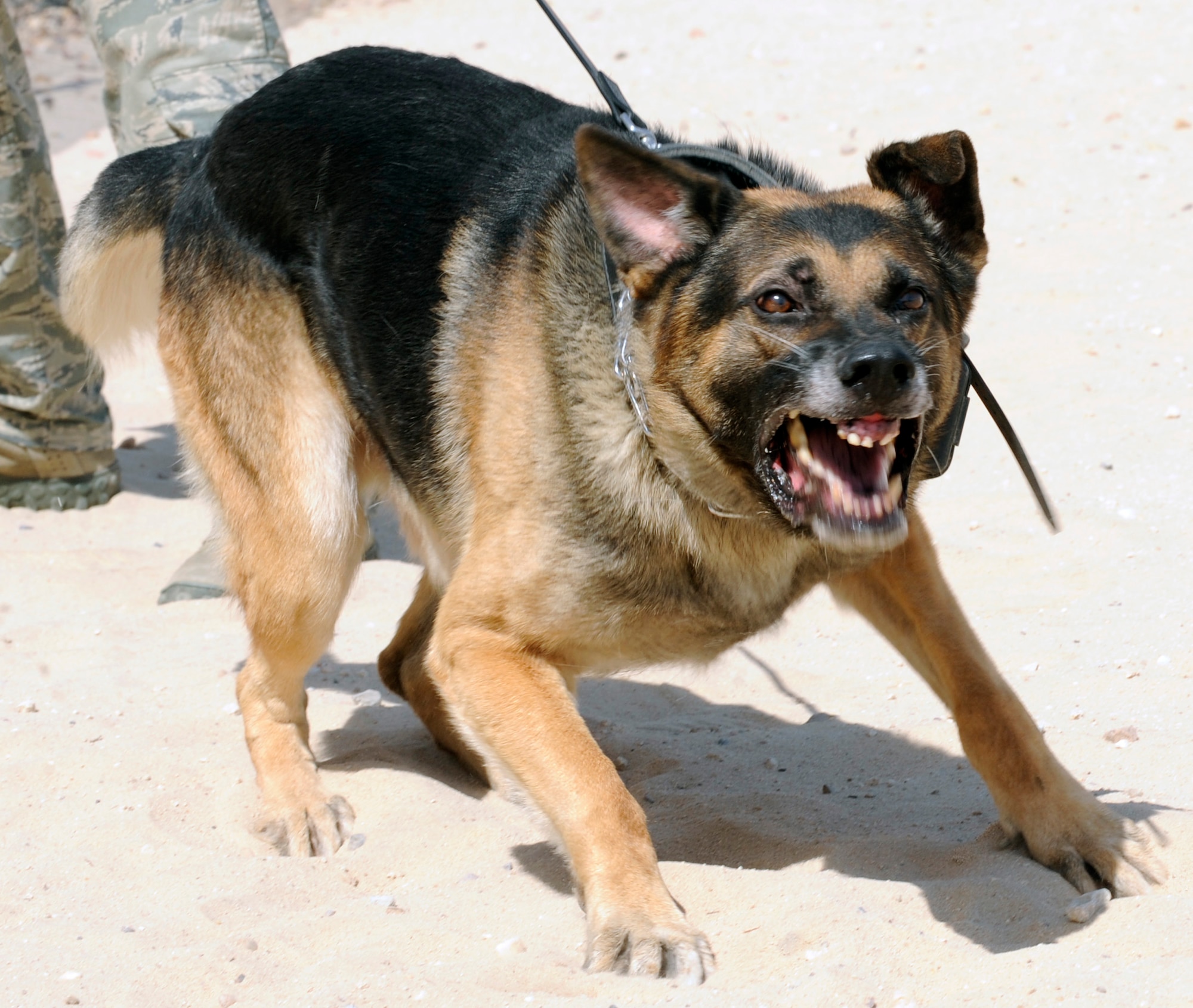 SOUTHWEST ASIA – Benga, 386th Expeditionary Security Forces Squadron military working dog, prepares to attack a mock victim during training. (U.S. Air Force photo/Staff Sgt. Alexandra M. Boutte)