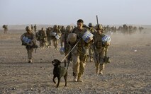 The Improvised Explosive Device Detector Dog program began as a Warfighting Laboratory experiment that proved the viability of the dogs in a combat environment. Pictured is a detector dog moving with a Marine unit. 