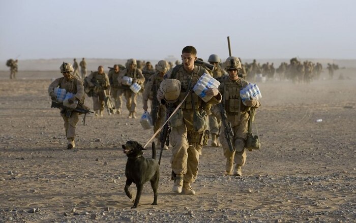 The Improvised Explosive Device Detector Dog program began as a Warfighting Laboratory experiment that proved the viability of the dogs in a combat environment. Pictured is a detector dog moving with a Marine unit. 