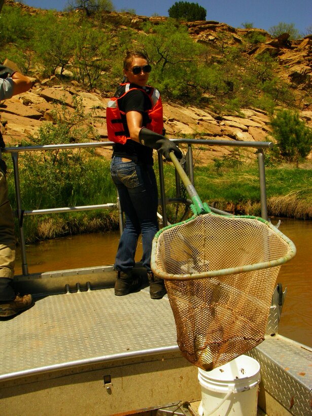 CONCHAS LAKE, N.M., -- The District partnered with New Mexico Department of Game & Fish June 21 to rescue fish in anticipation of draining the stilling basin this summer for an inspection of the dam by the District’s
Operations Division. All fish (10 largemouth
bass and 50 sunfish) were released near the marina at Conchas Lake the same day.