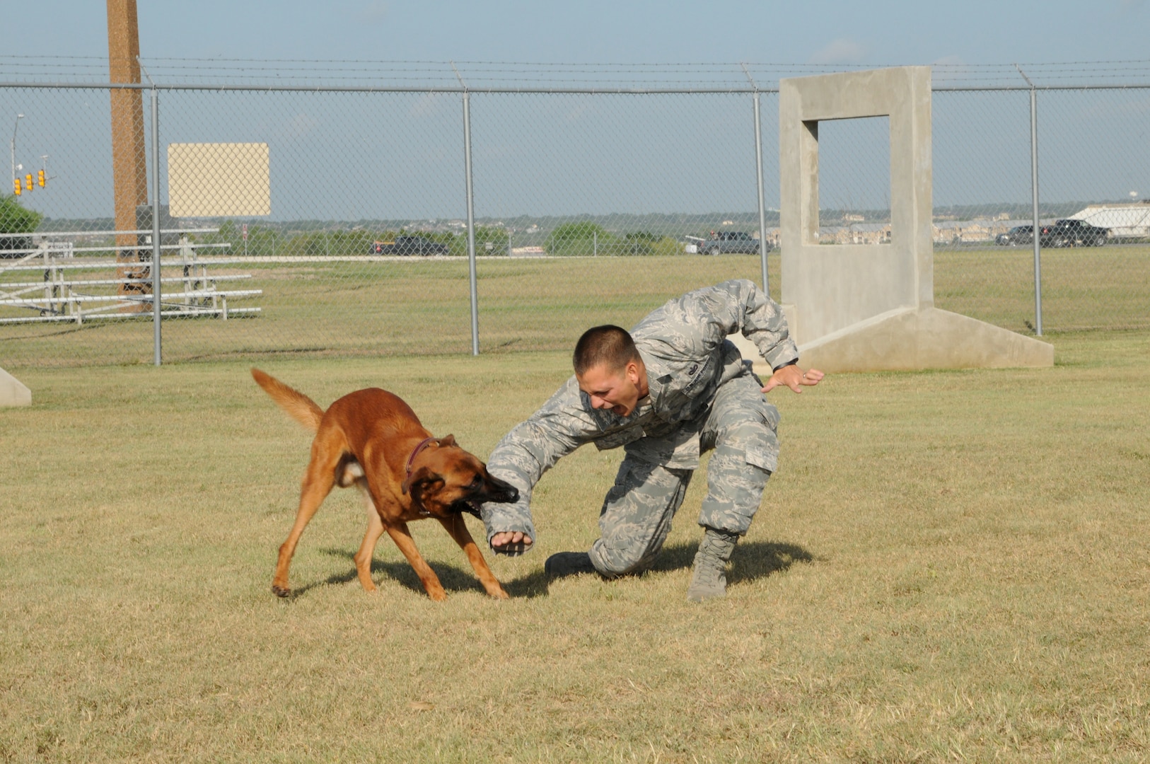 Staff Sgt. Christopher Keilman, 902nd Security Forces Squadron military working dog handler, trains military working dog Ccharles on a bite maneuver Aug. 3 at the Joint Base San Antonio-Randolph military working dog facility. (U.S. Air Force photo by Melissa Peterson)
