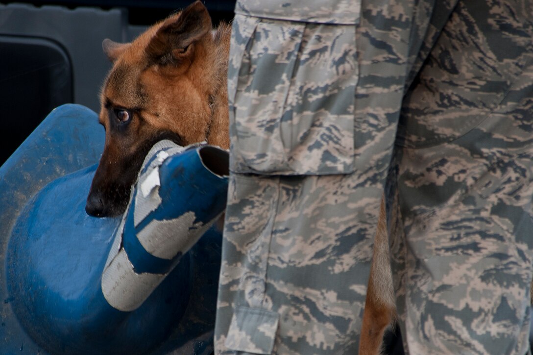 A Military Working Dog finds a traffic cone to keep him busy while taking a break during a ruck march Aug. 8, 2012 at Joint Base Andrews, Md.  MWD Handlers train their dogs for maximum performance of their duties here at Andrews as well as when they deploy. (U.S. Air Force photo/Senior Airman Perry Aston)
