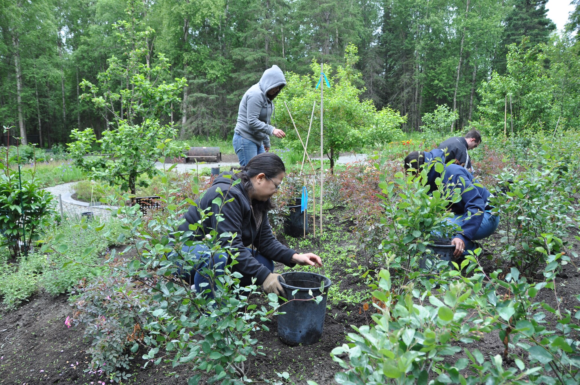Master Sgt. Linda Flores, Tech. Sgts. Shawana Harris and Skye Benitez, and Staff Sgt. Nicholas Deasy, 944th Force Support Squadron members, battled with mosquitoes and the cold as they weeded the East Garden at the Alaska Botanical Garden. The group was part of a 28-member team from Luke Air Force Base who spent a day off while on-duty in Alaska volunteering at two local charities — the Alaska Botanical Garden, and the Children’s Lunchbox, a charity that provides meals to needy children. (U.S. Air Force Photo by Capt. Elizabeth Magnusson)