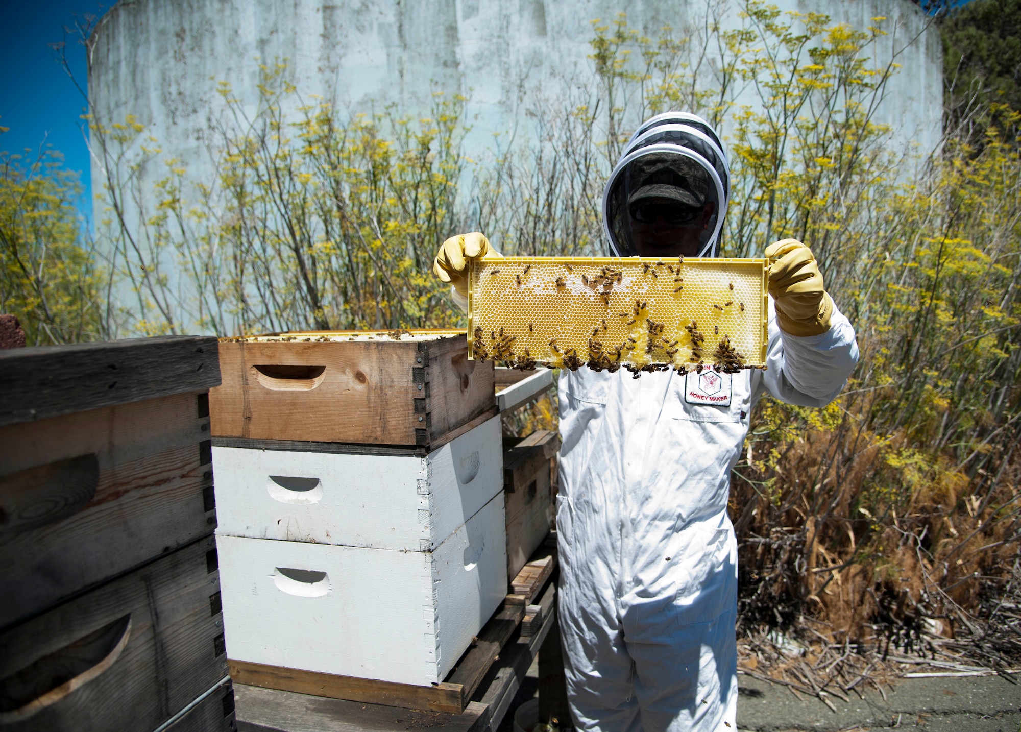 Tech. Sgt. Reinhard Valleau, 60th Civil Engineer Squadron pest managment craftesman, inspects a bee hive on base August 6. The Travis pest management team keeps the hives for bee conservation and harvests the honey. (U.S. Air Force photo/Airman 1st Class Nicole Leidholm)