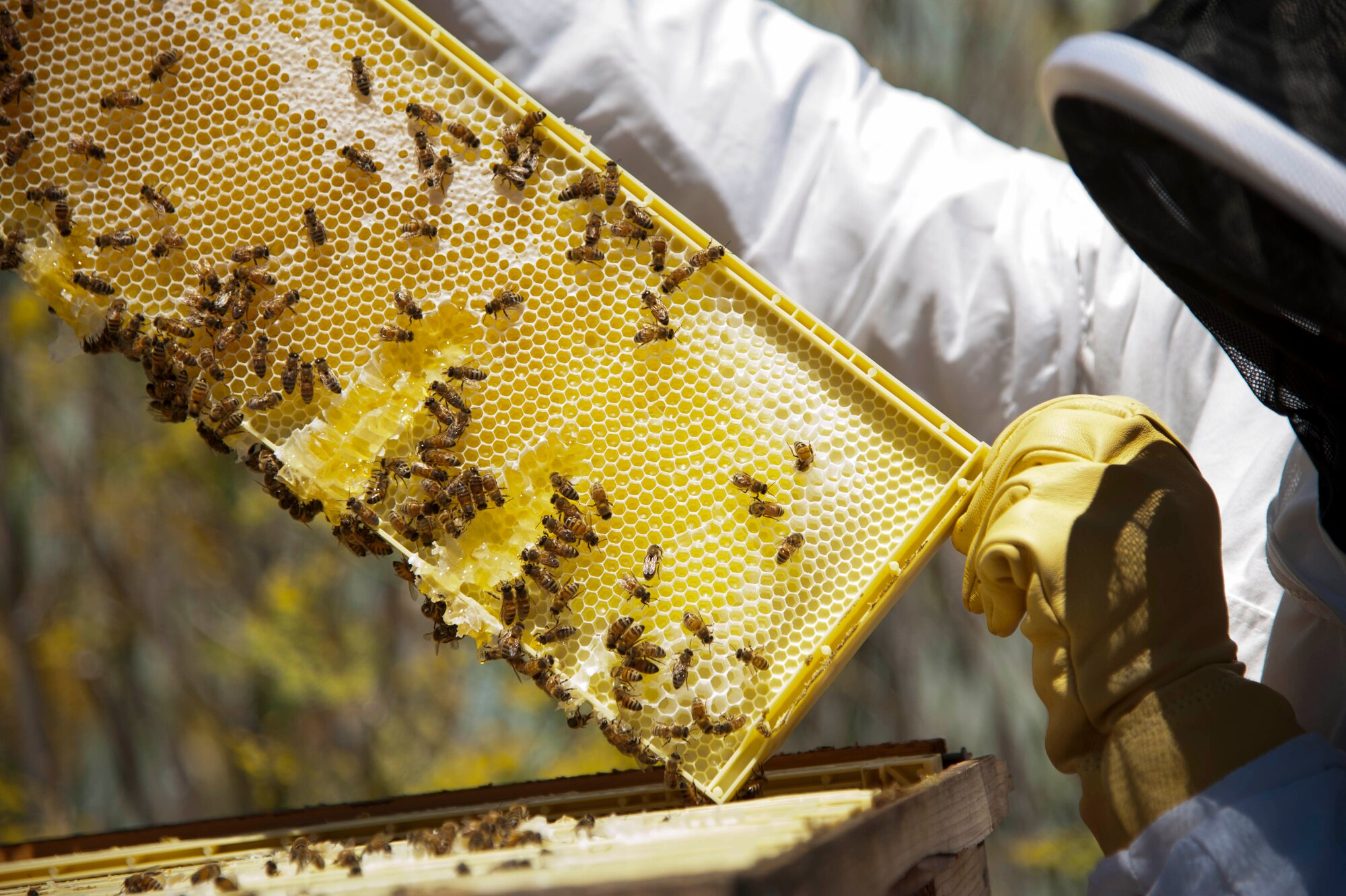 Tech. Sgt. Reinhard Valleau, 60th Civil Engineer Squadron pest managment craftesman, inspects a bee hive on base August 6. The Travis pest management team keeps the hives for bee conservation and harvests the honey. (U.S. Air Force photo/Airman 1st Class Nicole Leidholm)