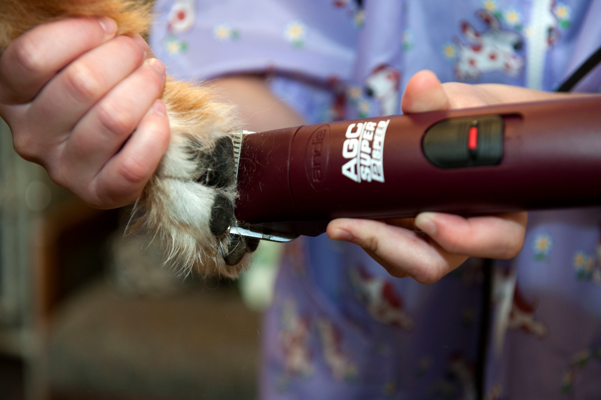 OBERWEIS, Germany – Kelli Makara, 52nd Force Support Squadron Pet Spa groomer, trims hair underneath the paw of Suni, shepherd mix, at the pet spa here Aug. 8.  Makara offers her grooming services from 8 a.m. – 2 p.m. every Wednesday.  Full service includes bath, nail trimming, ear cleaning and haircut with prices ranging from $50 - $65.  For more information, call the pet spa at DSN 452-9362 or 06565-61-9362. (U.S. Air Force photo by Airman 1st Class Gustavo Castillo/Released)
