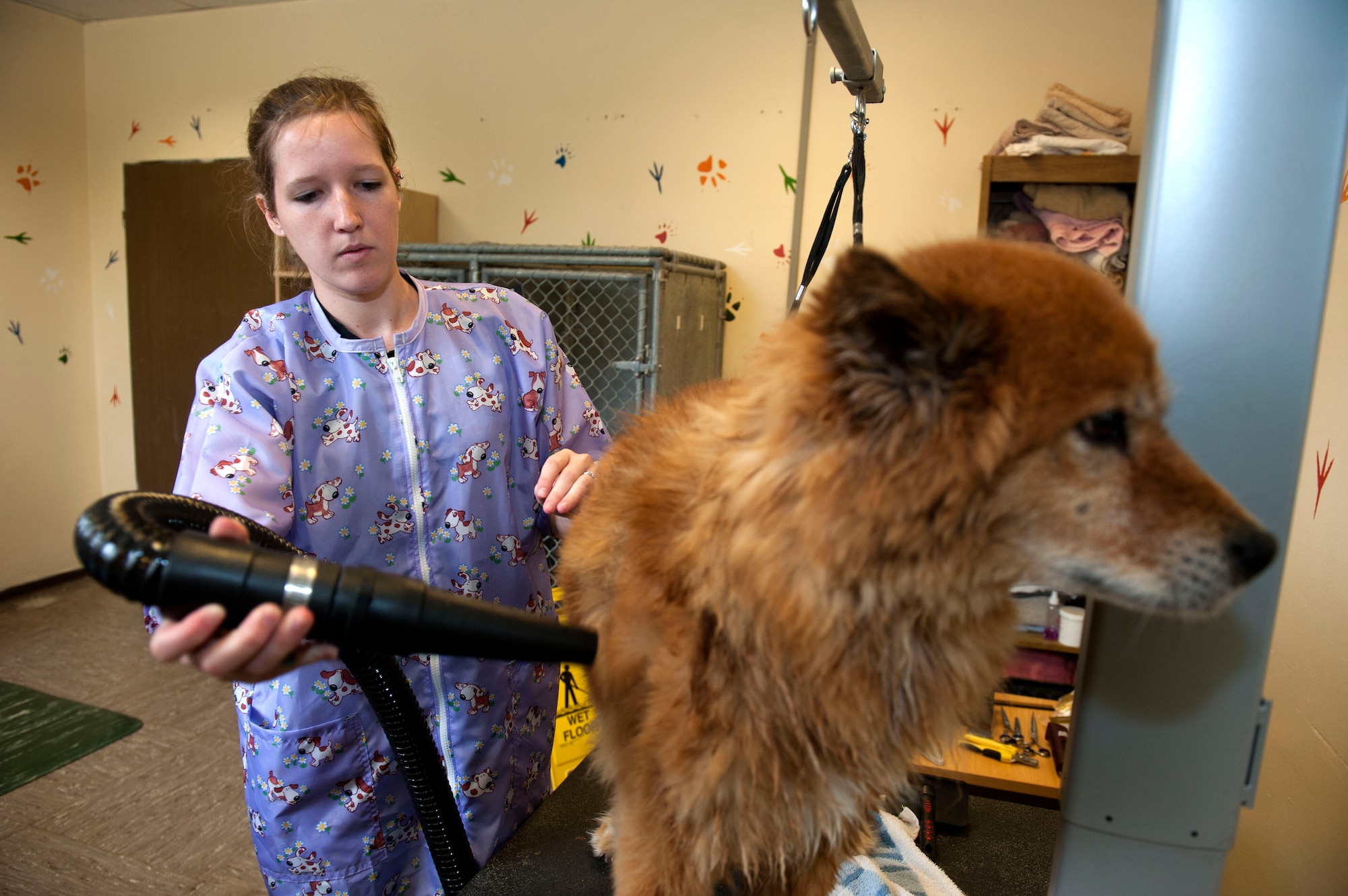 OBERWEIS, Germany – Kelli Makara, 52nd Force Support Squadron Pet Spa groomer, blow dries Suni, shepherd mix, at the Pet Spa here Aug. 8.  Makara offers her grooming services from 8 a.m. – 2 p.m. every Wednesday.  Full service includes bath, nail trimming, ear cleaning and haircut with prices ranging from $50-$65.  For more information, call the pet spa at DSN 452-9362 or 06565-61-9362. (U.S. Air Force photo by Airman 1st Class Gustavo Castillo/Released) 