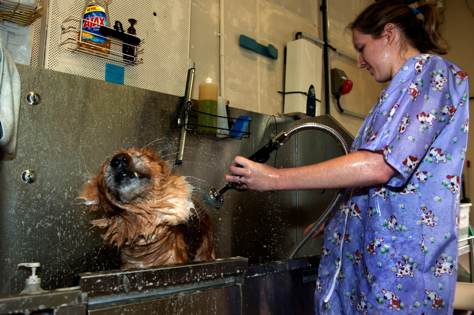 OBERWEIS, Germany – Kelli Makara, 52nd Force Support Squadron Pet Spa groomer, rinses Suni, shepherd mix after a bath at the pet spa here Aug. 8.  Makara offers her grooming services from 8 a.m. – 2 p.m. every Wednesday.  Full service includes bath, nail trimming, ear cleaning and haircut with prices ranging from $50 - $65.  For more information, call the pet spa at DSN 452-9362 or 06565-61-9362. (U.S. Air Force photo by Airman 1st Class Gustavo Castillo/Released)