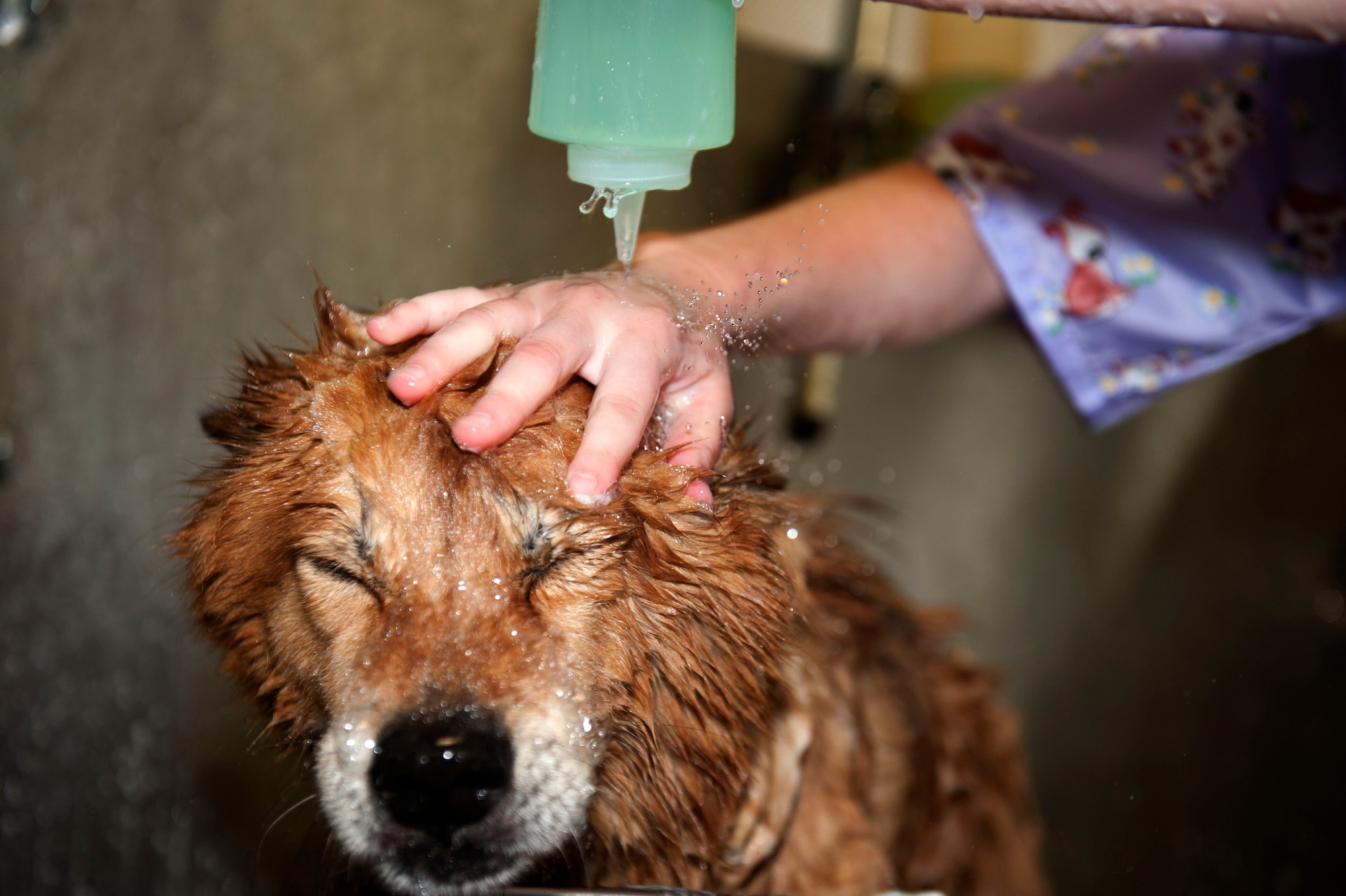 OBERWEIS, Germany – Kelli Makara, 52nd Force Support Squadron Pet Spa groomer, lathers Suni, shepherd mix, with shampoo at the pet spa here Aug. 8.  Makara offers her grooming services from 8 a.m. – 2 p.m. every Wednesday.  Full service includes bath, nail trimming, ear cleaning and haircut with prices ranging from $50 - $65.  For more information, call the pet spa at DSN 452-9362 or 06565-61-9362. (U.S. Air Force photo by Airman 1st Class Gustavo Castillo/Released)