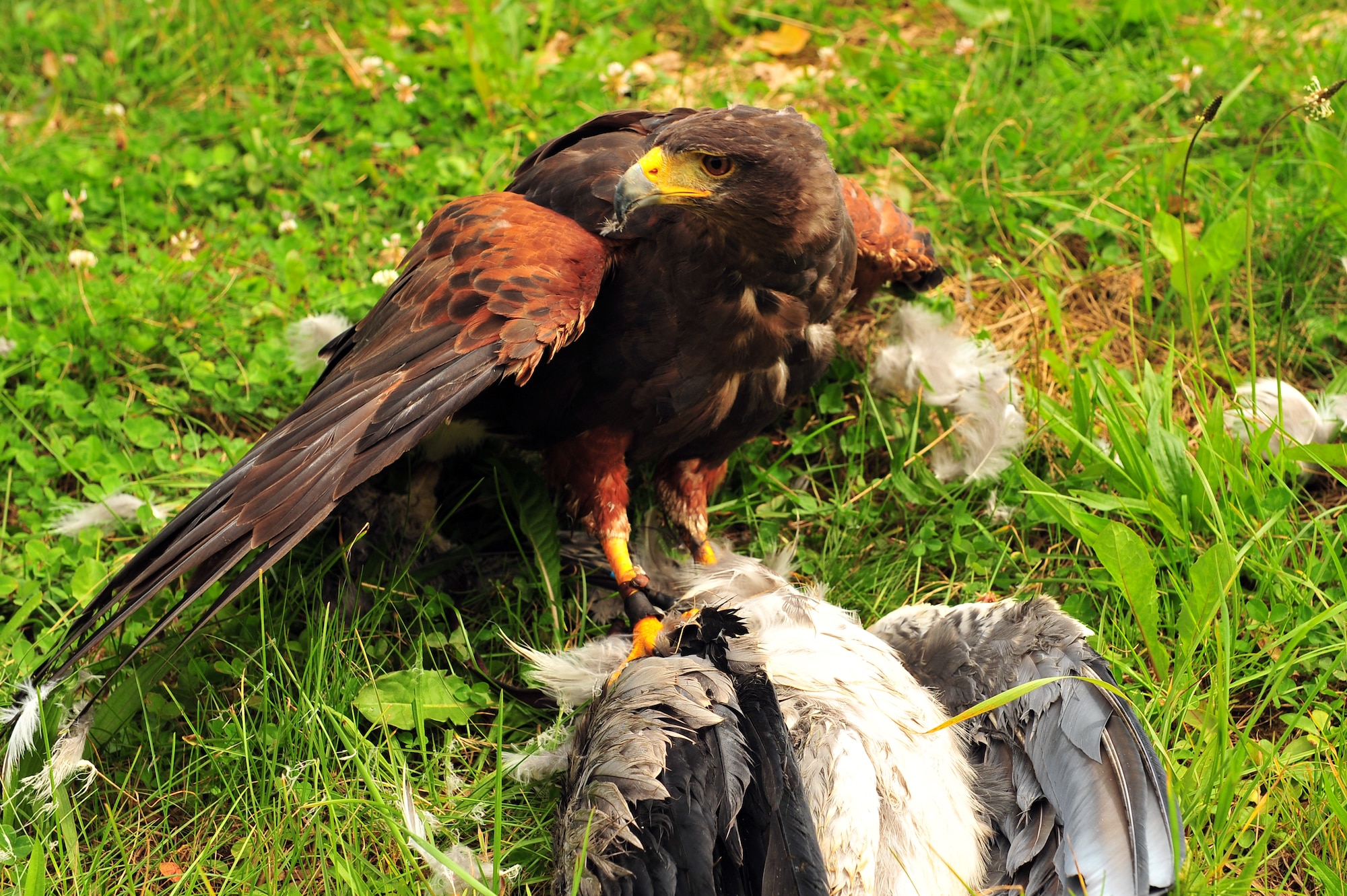 SPANGDAHLEM AIR BASE, Germany – A hunting falcon traps and kills a large bird near the flight line here July 31. Roland Leu, 52nd Fighter Wing falconer, is the wing’s only falconer and he uses his four falcons to hunt birds and rodents throughout the year. The falconer keeps rodent and bird populations clear of aircraft and helps reduce the amount of damage and cost of repairs done to aircraft. (U.S. Air Force photo by Airman 1st Class Dillon Davis/Released)