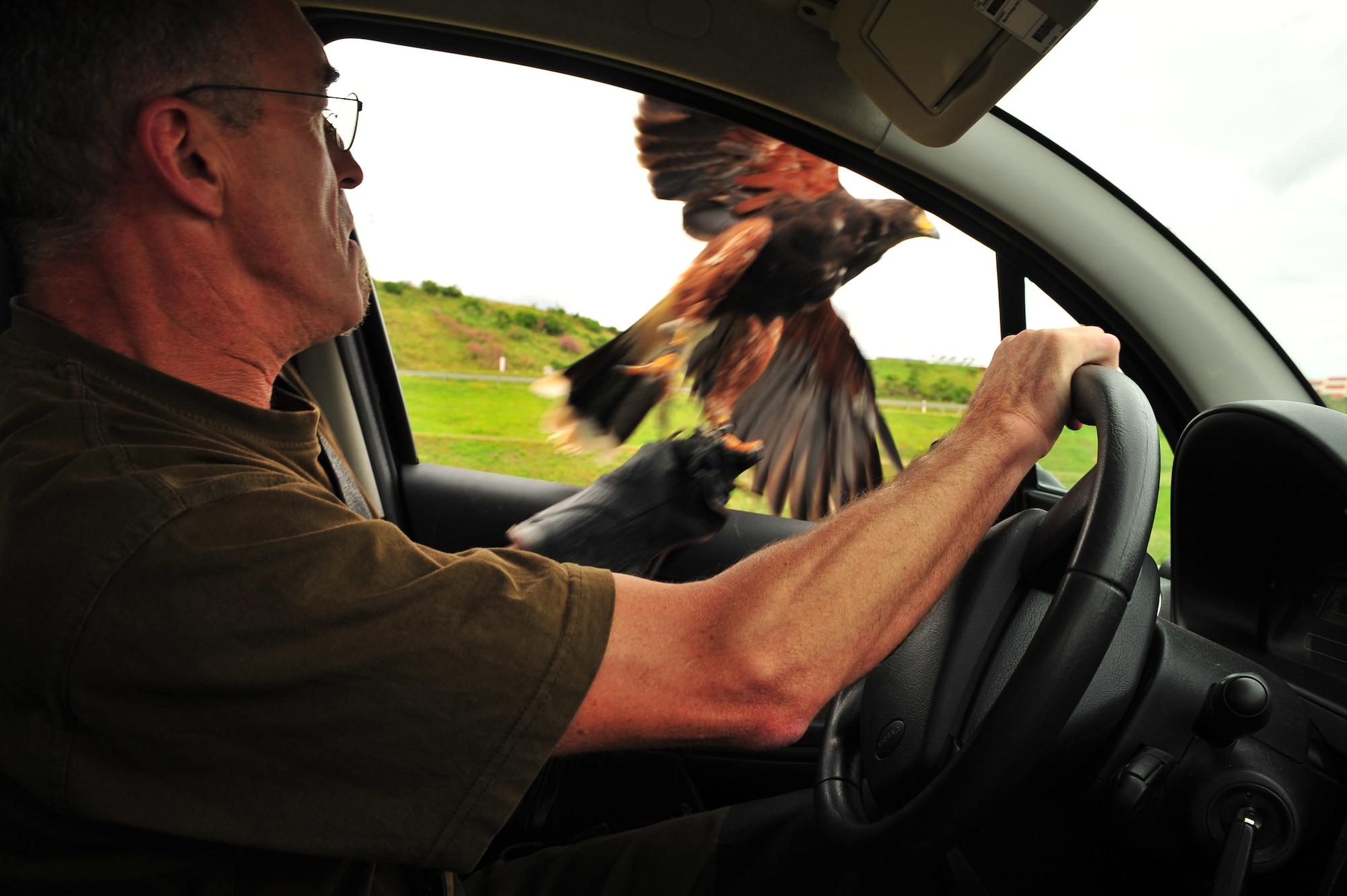 SPANGDAHLEM AIR BASE, Germany – Roland Leu, 52nd Fighter Wing falconer, throws his hunting falcon out of his patrol car on Perimeter Road here July 31. Leu is the wing’s only falconer and he uses his four falcons to hunt birds and rodents throughout the year. The falconer keeps rodent and bird populations clear of aircraft and helps reduce the amount of damage and cost of repairs done to aircraft. (U.S. Air Force photo by Airman 1st Class Dillon Davis/Released)