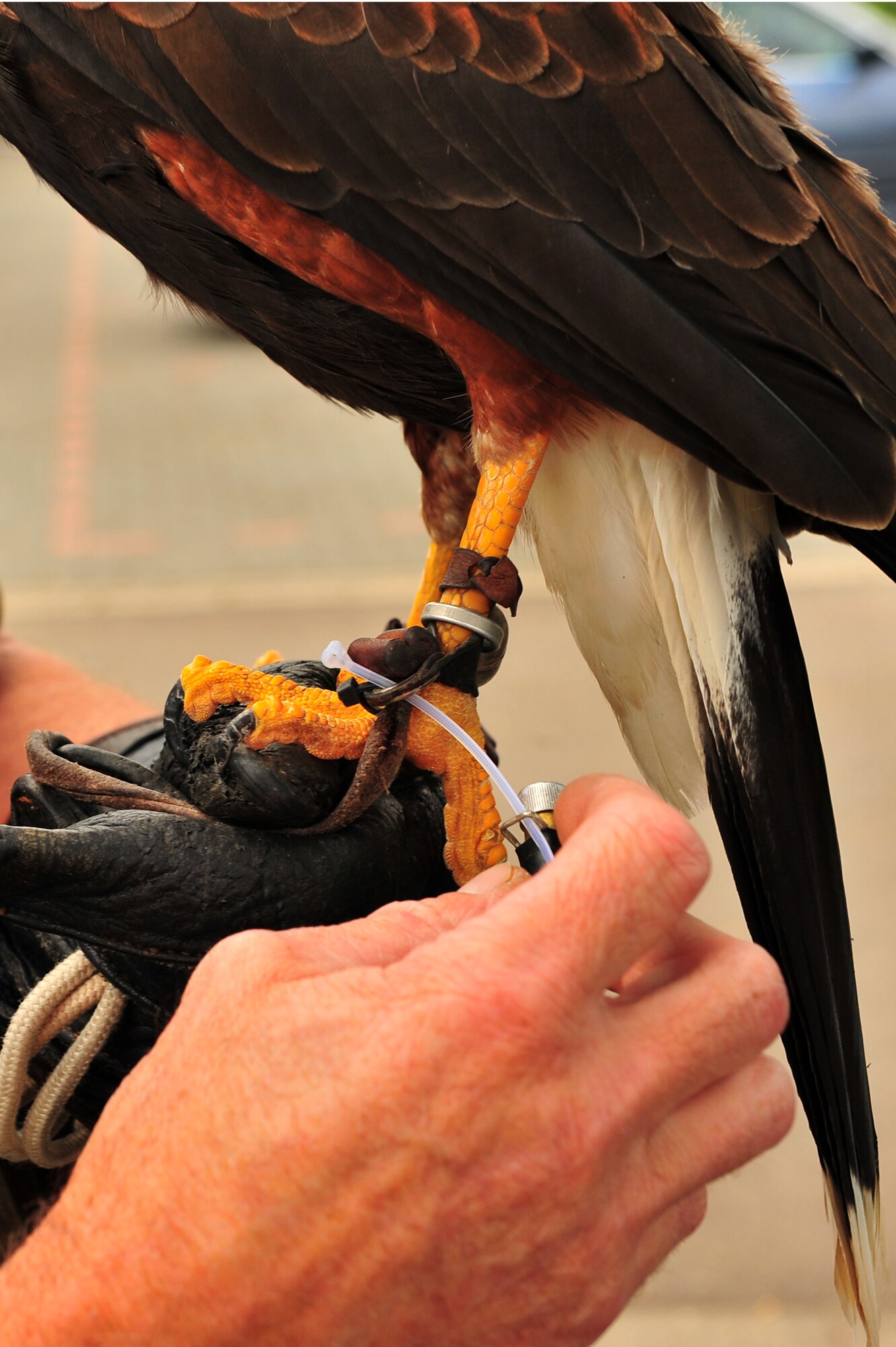 SPANGDAHLEM AIR BASE, Germany – Roland Leu, 52nd Fighter Wing falconer, straps a global positioning system on his hunting falcon near Perimeter Road here July 31. Leu is the wing’s only falconer and he uses his four falcons to hunt birds and rodents throughout the year. The falconer keeps rodent and bird populations clear of aircraft and helps reduce the amount of damage and cost of repairs done to aircraft. (U.S. Air Force photo by Airman 1st Class Dillon Davis/Released)