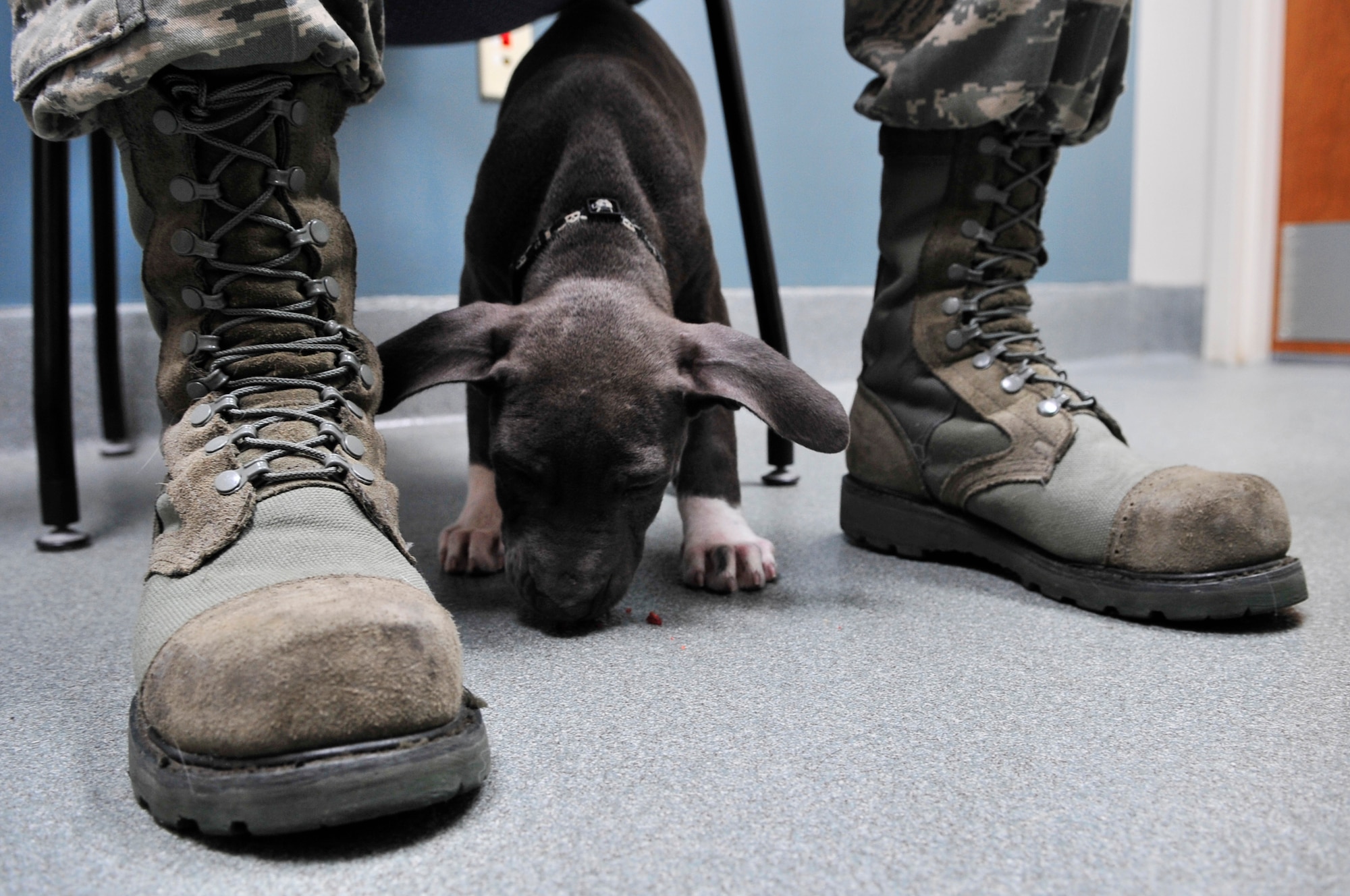 Rocco, a pit bull mix puppy, eats treats off of the floor after a health and wellness check, while visiting the veterinary services, Shaw Air Force Base, S.C., August 9, 2012.  The clinic at Shaw currently has 2,500 active patient records and has been open since Feb. 2011.(U.S. Air Force photo by Airman Nicole Sikorski/Released)