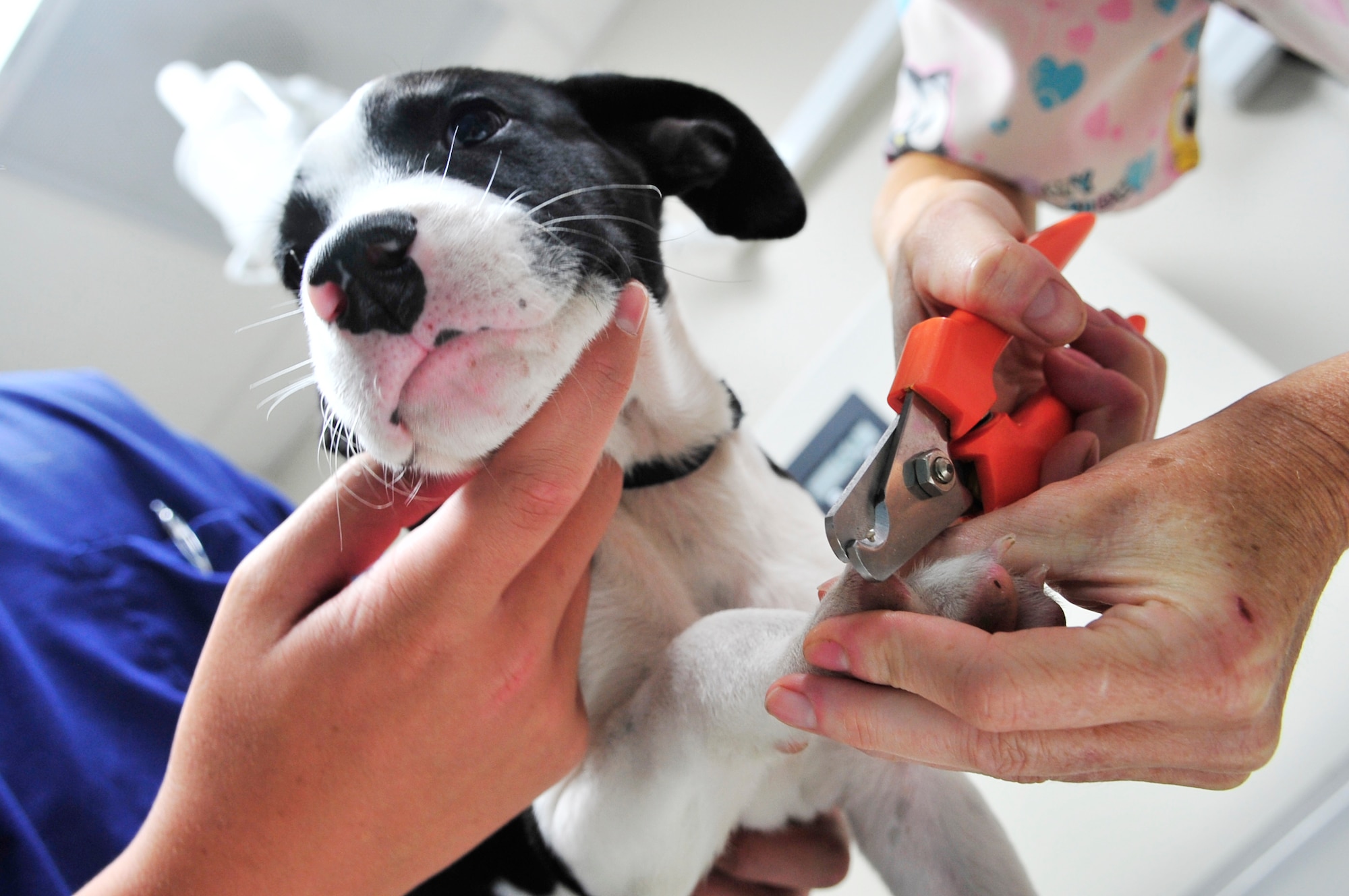 U.S. Army Capt. Emily Pearman, Fort Gordon Public Health Command district veterinarian, trims a dog's nails at veterinary services, Shaw Air Force Base, S.C., August 8, 2012.  The clinic at Shaw currently has 2,500 active patient records and has been open since Feb. 2011.(U.S. Air Force photo by Airman Nicole Sikorski/Released)