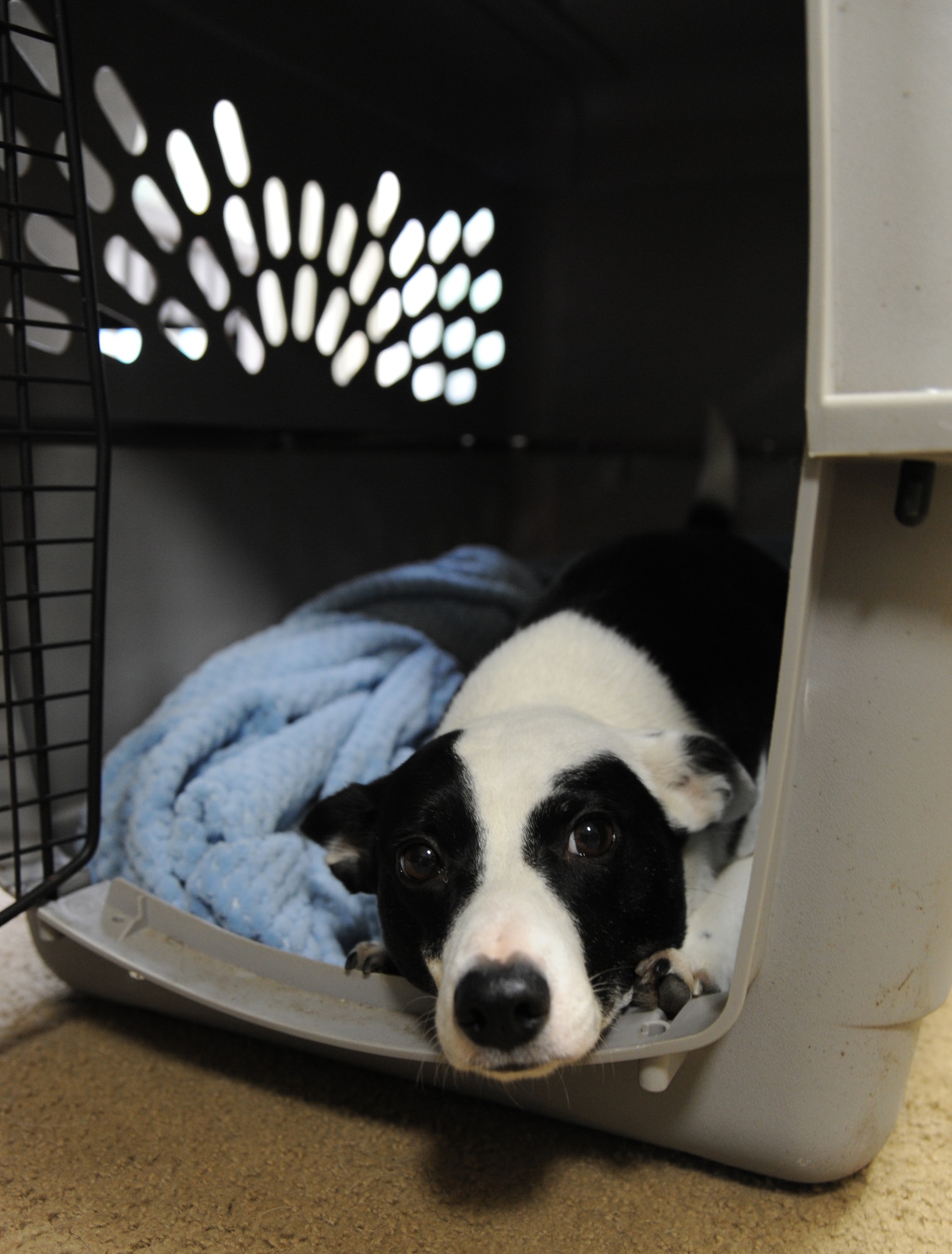 Military Dog Crate