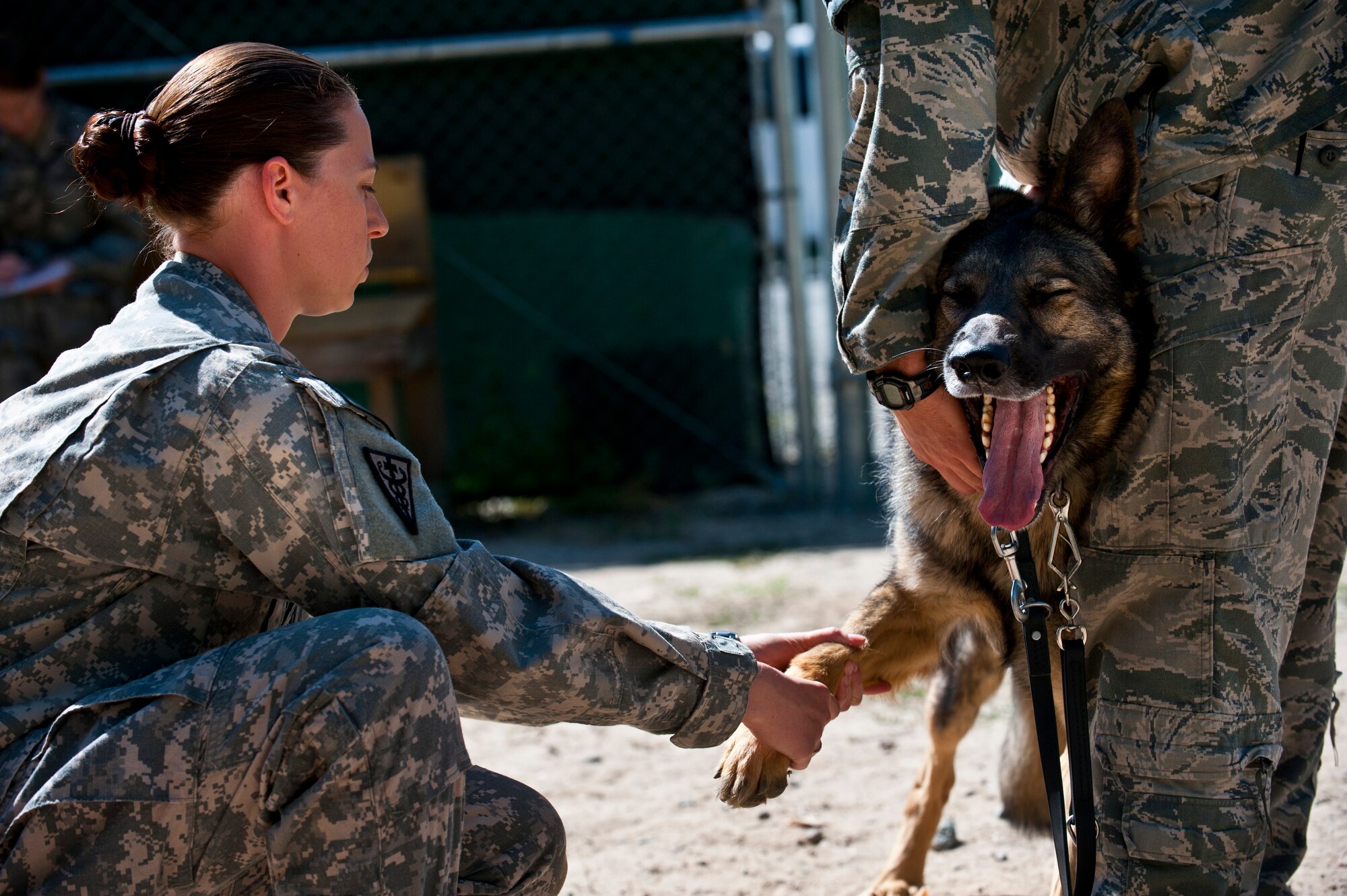 Army Capt. Angela Demaree performs a follow-up exam on Military Working Dog Celo to check for any residual issues from tendinitis at the Transit Center at Manas, Kyrgyzstan, Aug. 11.  Demaree, who visits the Transit Center quarterly, ensures the health and well-being of all working dogs assigned to the Transit Center as part of her duties. Demaree is deployed with the 422nd Medical Detachment Veterinary Services.  (U.S. Air Force photo/Senior Airman Brett Clashman)