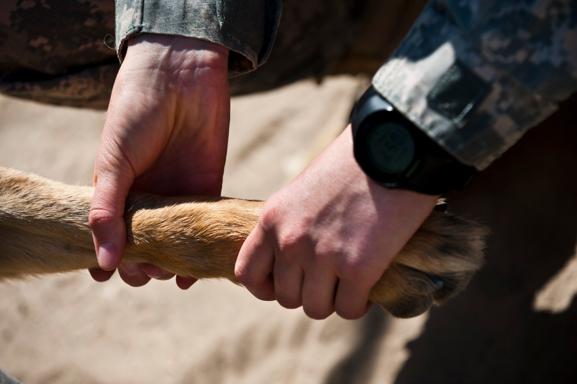 Army Capt. Angela Demaree performs a follow-up exam on Military Working Dog Celo to check for any signs of residual inflammation or pain after a bout with tendinitis, Transit Center at Manas, Kyrgyzstan, Aug. 11.  Celo was cleared to resume his duties; Demaree oversees the health and well-being of all working dogs assigned to the Transit Center and provides hands-on training to their handlers to help identify issues that may arise.  Demaree is a reservist deployed with 422nd Medical Detachment Veterinary Services at Camp Arifjan, Kuwait. (U.S. Air Force photo/Senior Airman Brett Clashman)