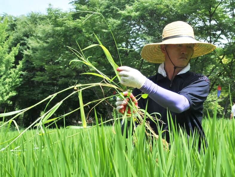 A Korean Folk Village worker picks rice Aug. 17, 2012. Located on a 243-acre site, more than 260 traditional Korean homes have been transported to the village -- reminiscent of the Joseon Dynasty period from 1392-1910. (U.S. Air Force photo/Staff Sgt. Stefanie Torres)