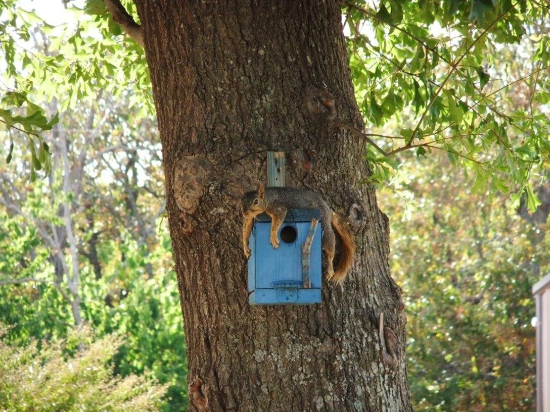 Squirrel resting from the heat on birdhouse at Eufaula Lake.