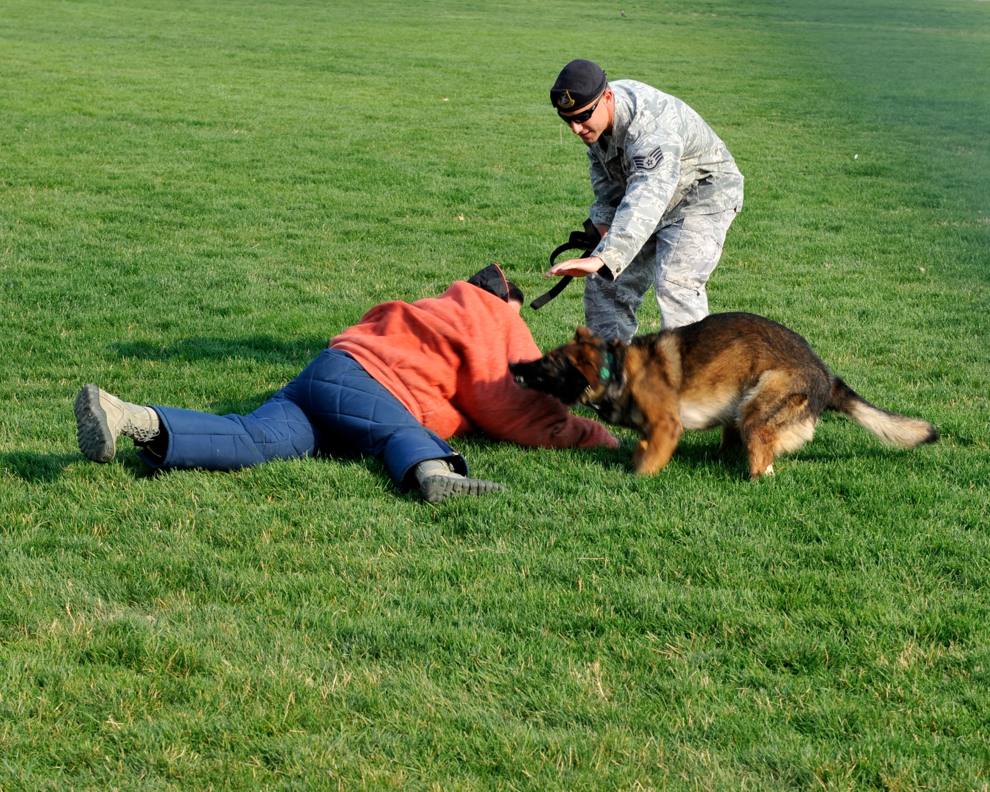 BUCKLEY AIR FORCE BASE, Colo. – Nina, a 460th Security Forces Squadron military working dog, puts on a demonstration with her trainer Staff Sgt. Rick Laird, 460th SFS canine officer, and a volunteer during Fun Fest Aug. 17, 2012.  The 460th Space Wing birthday celebration included a variety of sport competitions and a community fair.  (U.S. Air Force photo by Airman 1st Class Riley Johnson)
