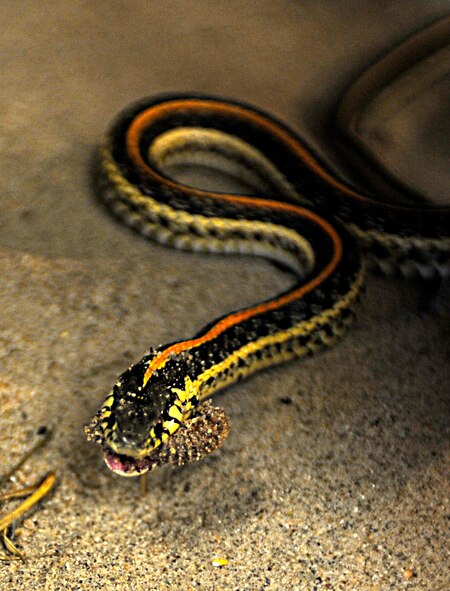 A garter snake consumes a worm inside its terrarium at the Pest Management Office at Ellsworth Air Force Base, S.D., Aug. 16, 2012. The pest management staff keeps a bull snake and a garter snake in their shop to afford base residents the opportunity to see two local varieties of snakes up close and learn about their behavior and characteristics. (U.S. Air Force photo by Airman Ashley J. Woolridge/Released)
