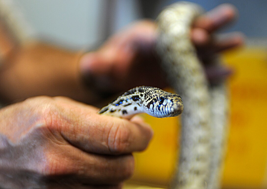 A bull snake slithers through the hands of Kenneth Grimes, 28th Civil Engineer Squadron pest management foreman, at the Pest Management Office at Ellsworth Air Force Base, S.D., Aug. 16, 2012. Bull snakes are not poisonous, but can be found in the local area and are easily mistaken for the more dangerous prairie rattlesnake, due to similar coloring and the bull snake's ability to mimic a rattlesnake's behavior. (U.S. Air Force photo by Airman Ashley J. Woolridge/Released)