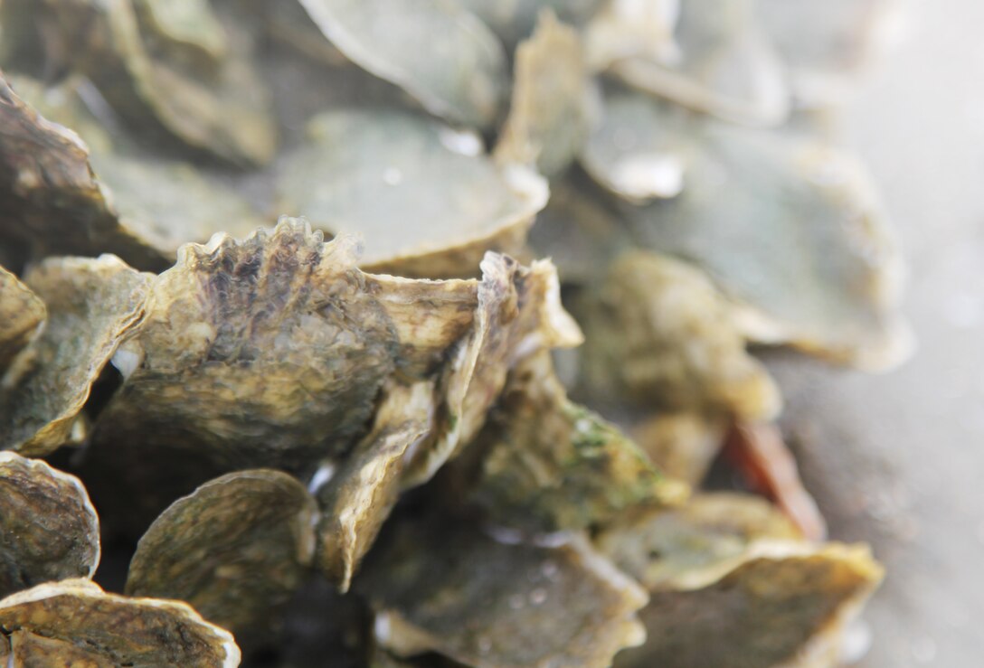 Close up of a cluster of oysters that will grow on the castle wall and help erosion problems.