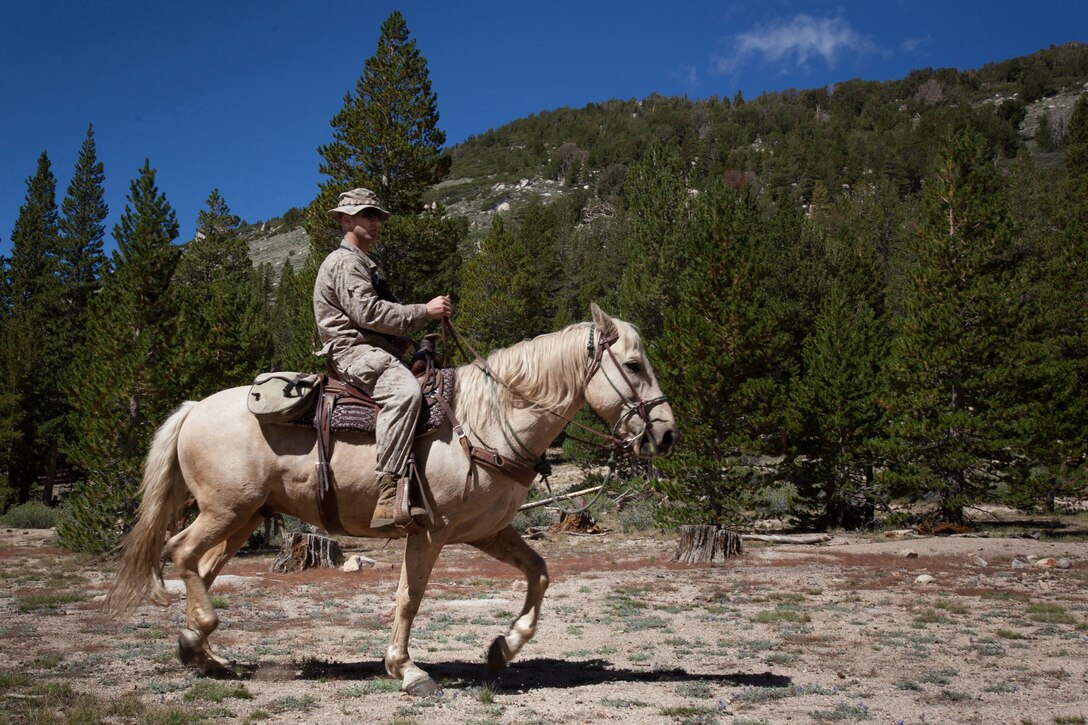 Sgt. Warren Sparks, Mountain Warfare Animal Packer Instructor, leads a group of Marines across the Sierra Nevada mountain range on his mule, Trigger. The Marine Corps Mountain Warfare Training Center trains Marines and other service members to move across various terrains at altitudes between 8,000 to 11,000 feet. The animal packer course is one of several classes taught at the MWTC.