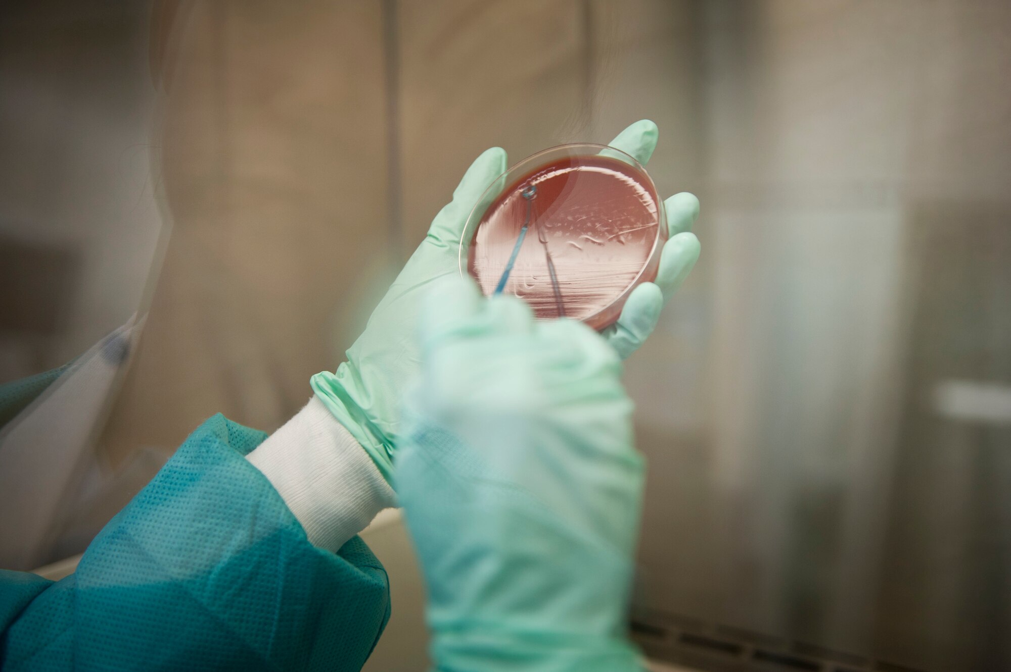 YOKOTA AIR BASE, Japan -- Airman 1st Class Jessica Bailey, 374th Medical Support Squadron medical laboratory journeyman, plates a sample for recovery of bacteria at Yokota Air Base, Japan, July 23, 2012. The isolation of bacteria helps with diagnosis and treatment. (U.S. Air Force photo by Airman 1st Class Krystal M. Garrett)    