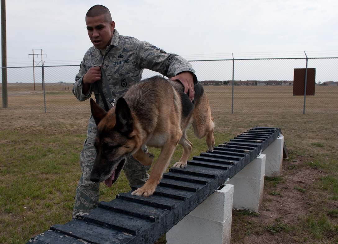 Staff Sgt. Michael Gwin, 28th Security Forces Squadron military working dog handler, guides Rex, a MWD, through an obstacle course at the 28th SFS K-9 facility on Ellsworth Air Force Base, S.D., Aug. 22, 2012. When MWDs are ready to retire, they are offered to civilian workforces, guide dog programs, and the dog’s handler before being made available to the public for adoption. (U.S. Air Force photo by Airman 1st Class Kate Thornton-Maurer)